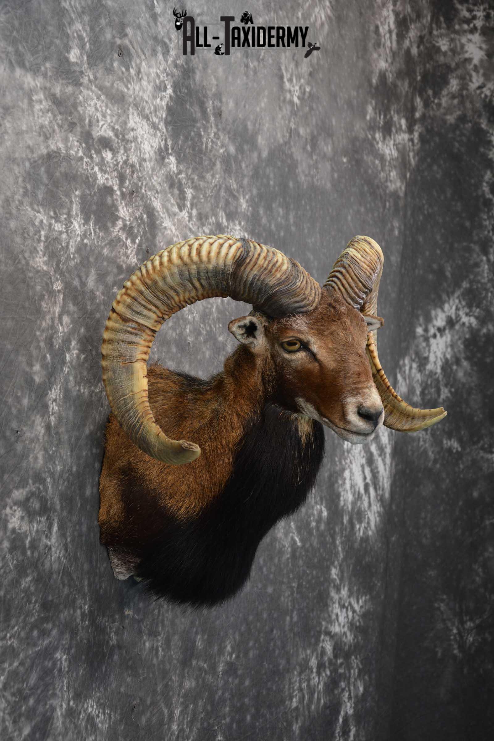 Corsican Ram taxidermy shoulder mount for sale SKU 1729 - Image 5