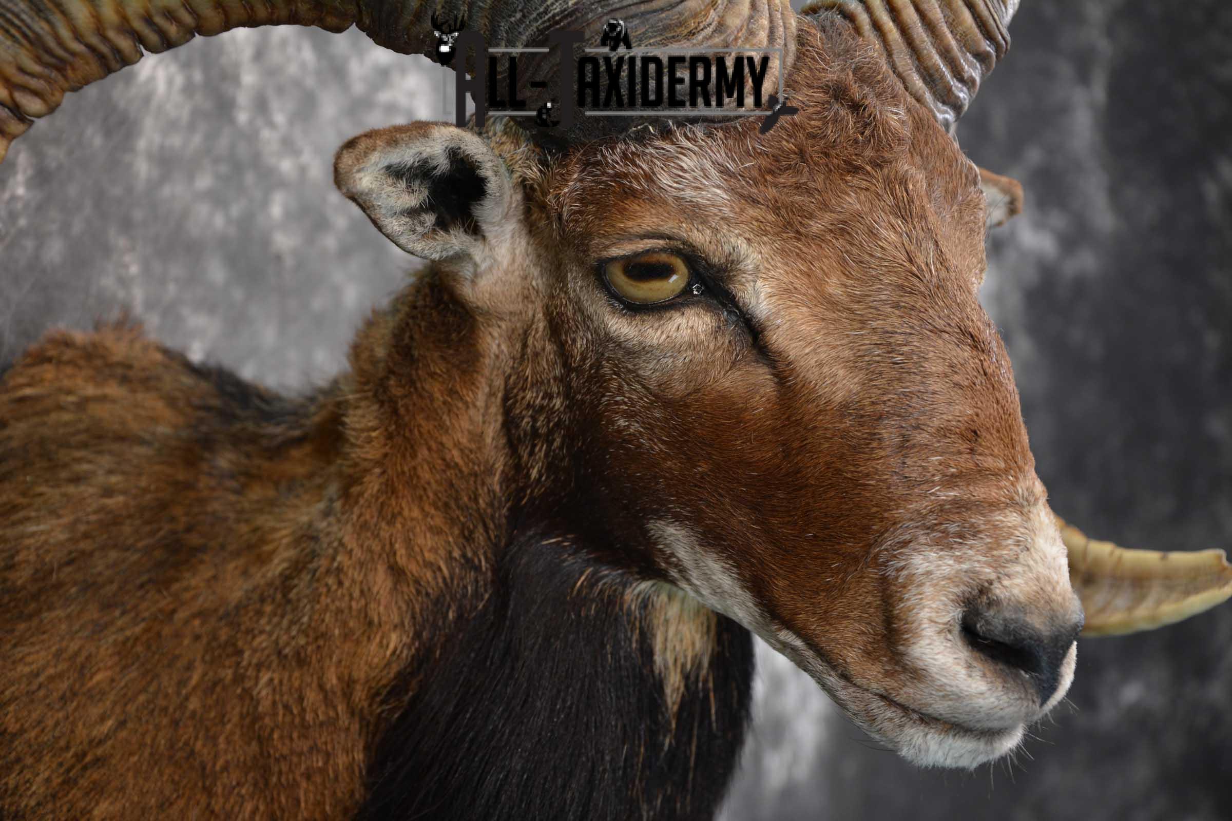 Corsican Ram taxidermy shoulder mount for sale SKU 1729 - Image 4