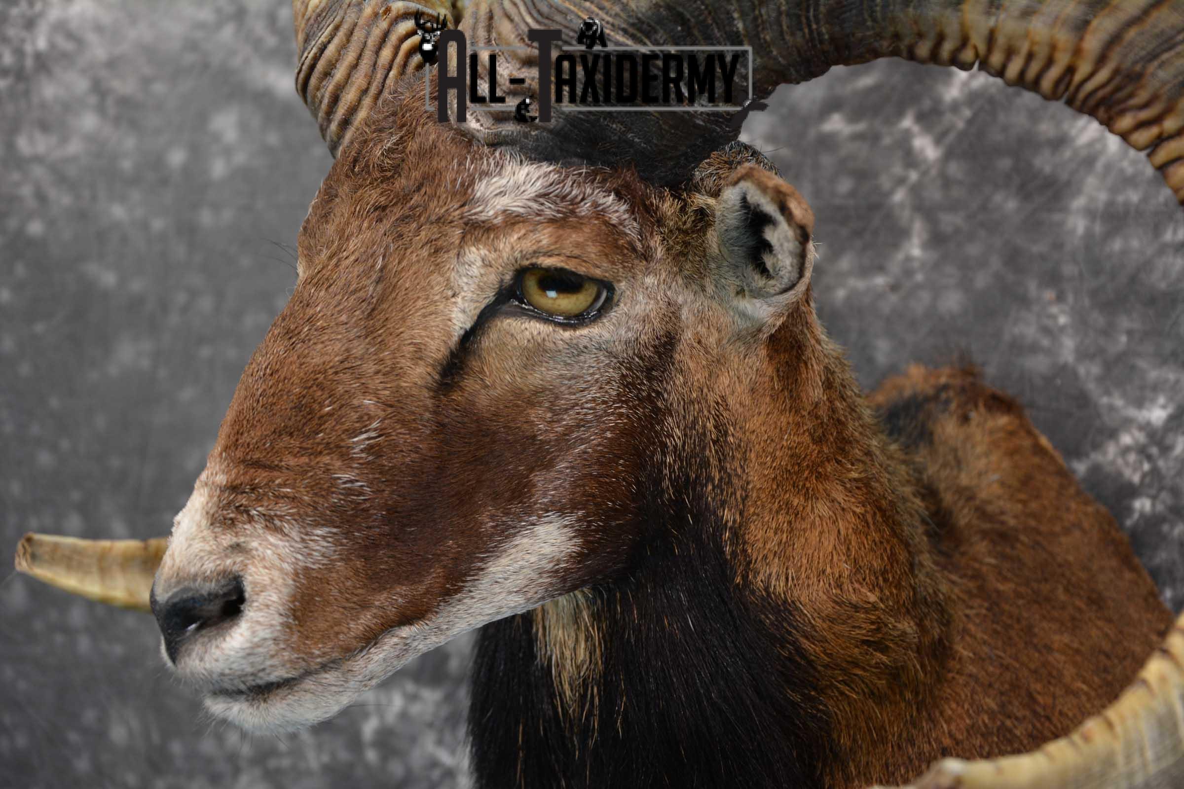 Corsican Ram taxidermy shoulder mount for sale SKU 1729 - Image 3