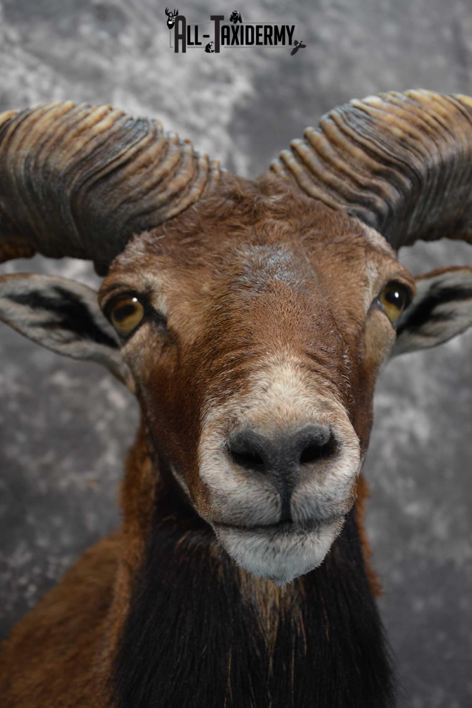 Corsican Ram taxidermy shoulder mount for sale SKU 1729 - Image 2