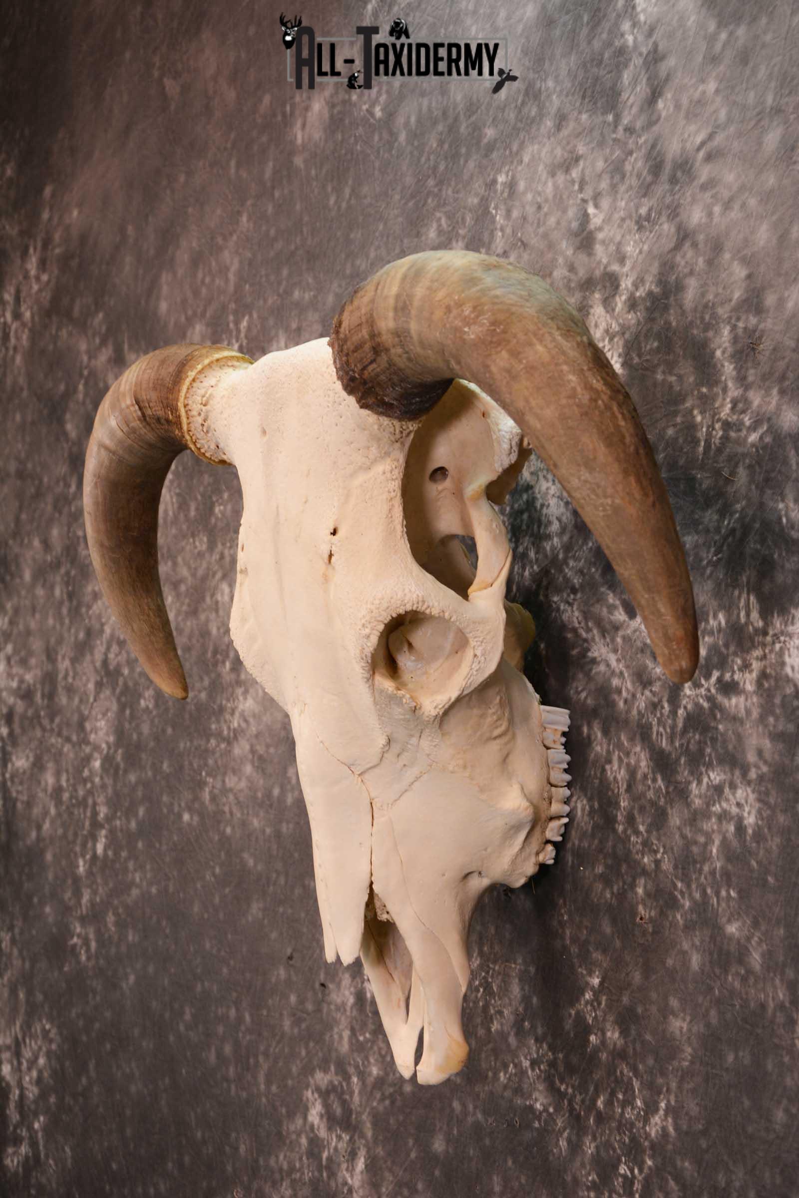 Hereford Bull taxidermy skull for sale SKU 1728 - Image 4