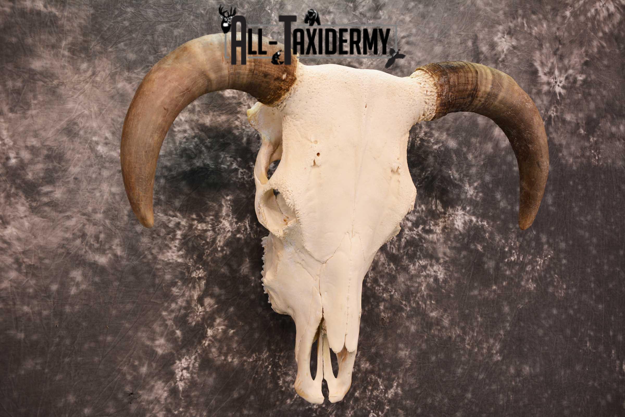 Hereford Bull taxidermy skull for sale SKU 1728 - Image 3