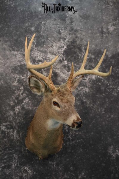 Whitetail deer taxidermy shoulder mount for sale SKU 1727
