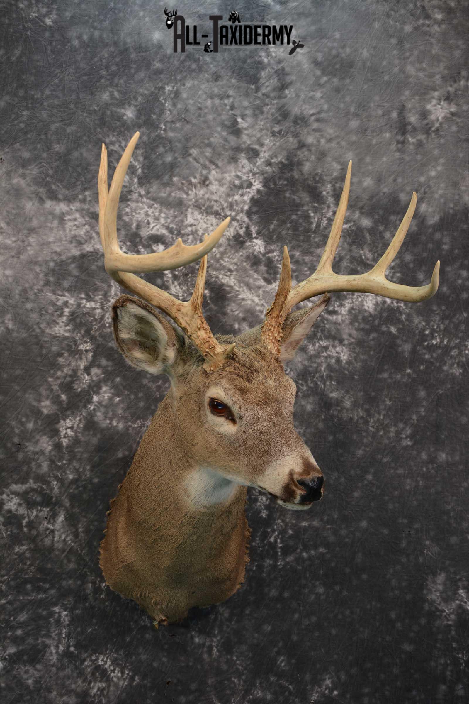 Whitetail deer taxidermy shoulder mount for sale SKU 1727