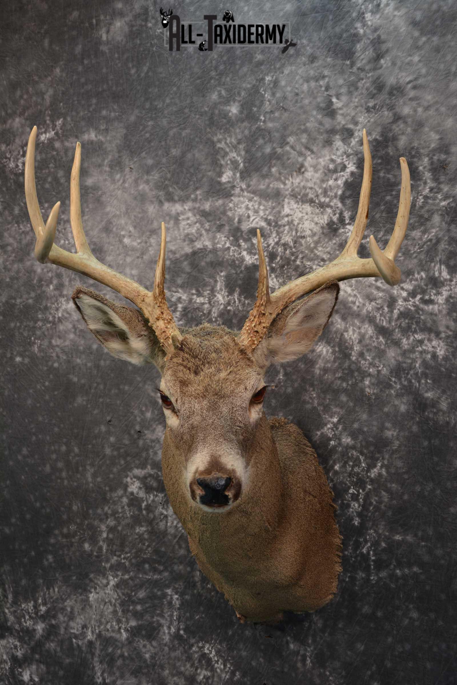 Whitetail deer taxidermy shoulder mount for sale SKU 1727 - Image 5