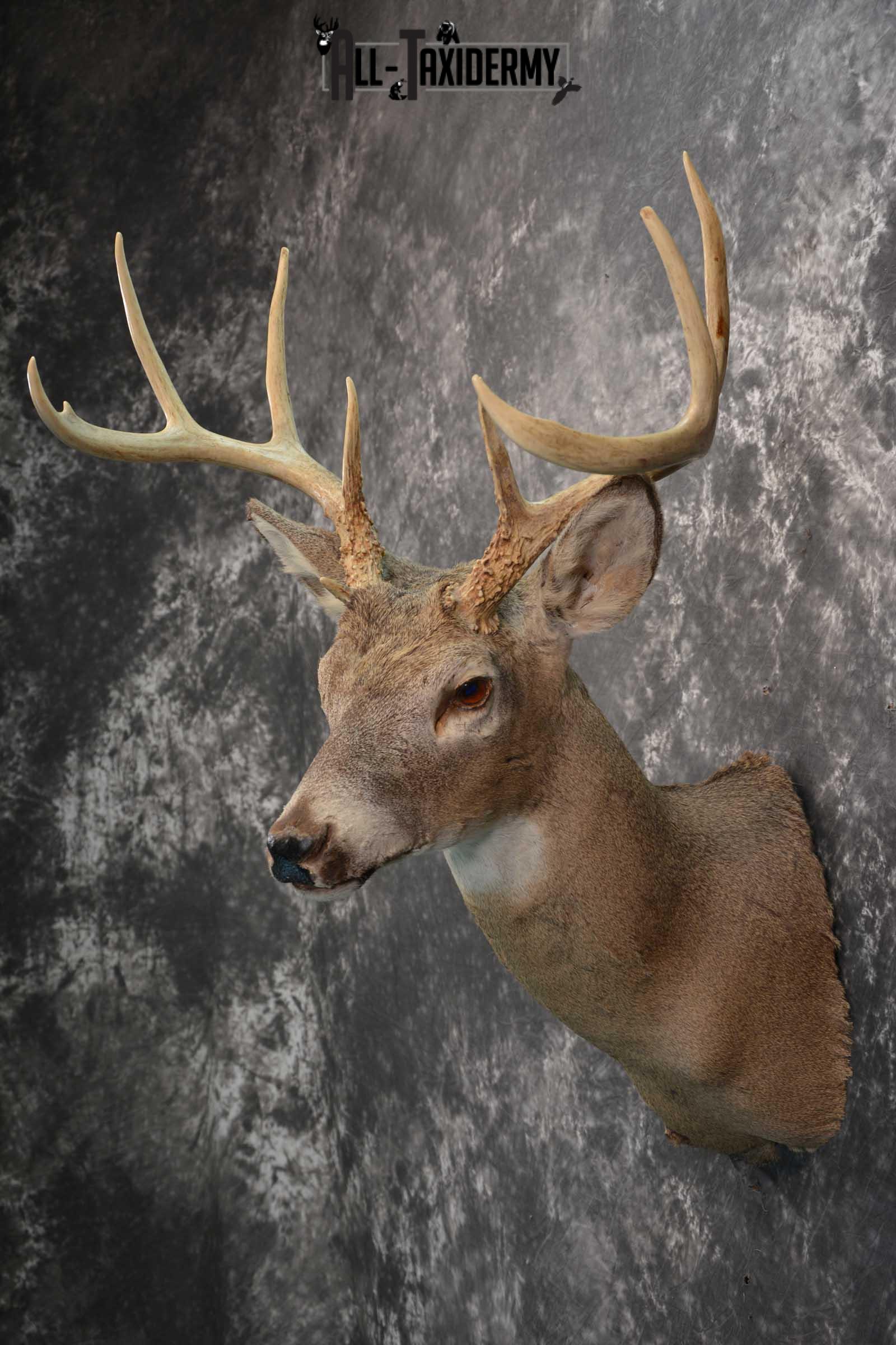 Whitetail deer taxidermy shoulder mount for sale SKU 1727 - Image 4
