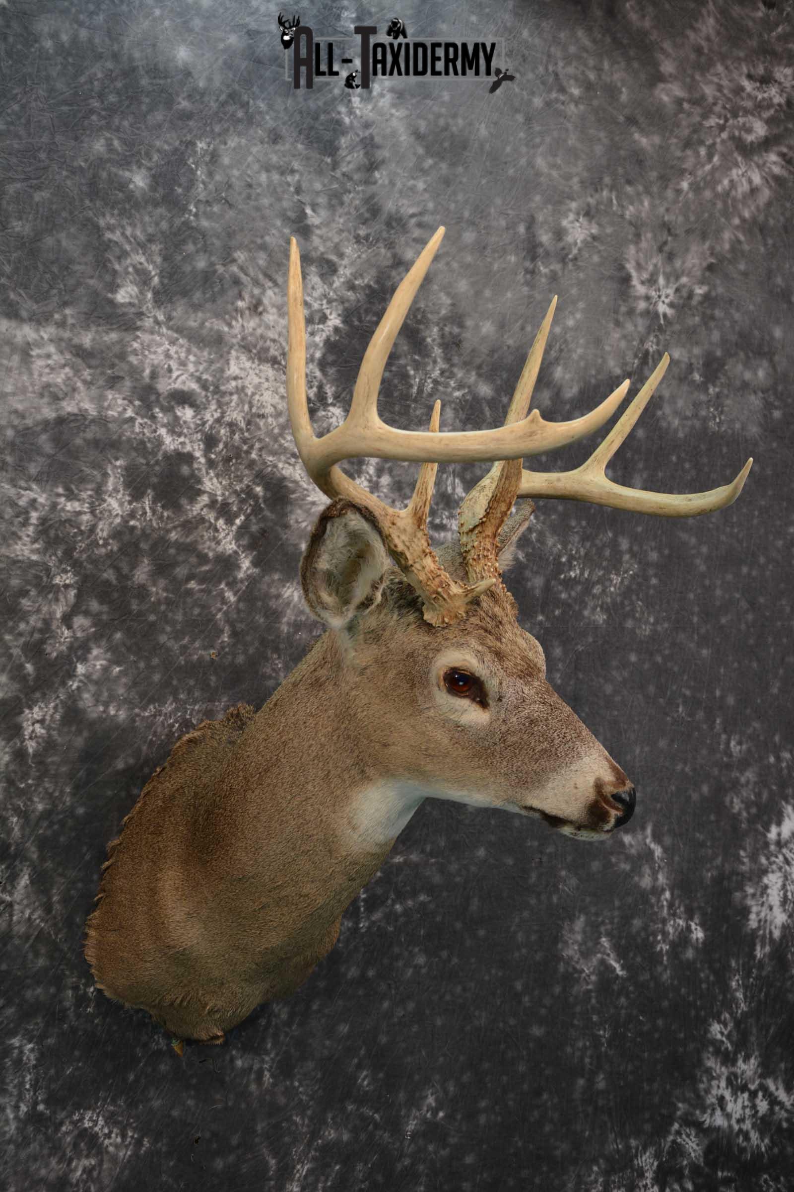 Whitetail deer taxidermy shoulder mount for sale SKU 1727 - Image 3