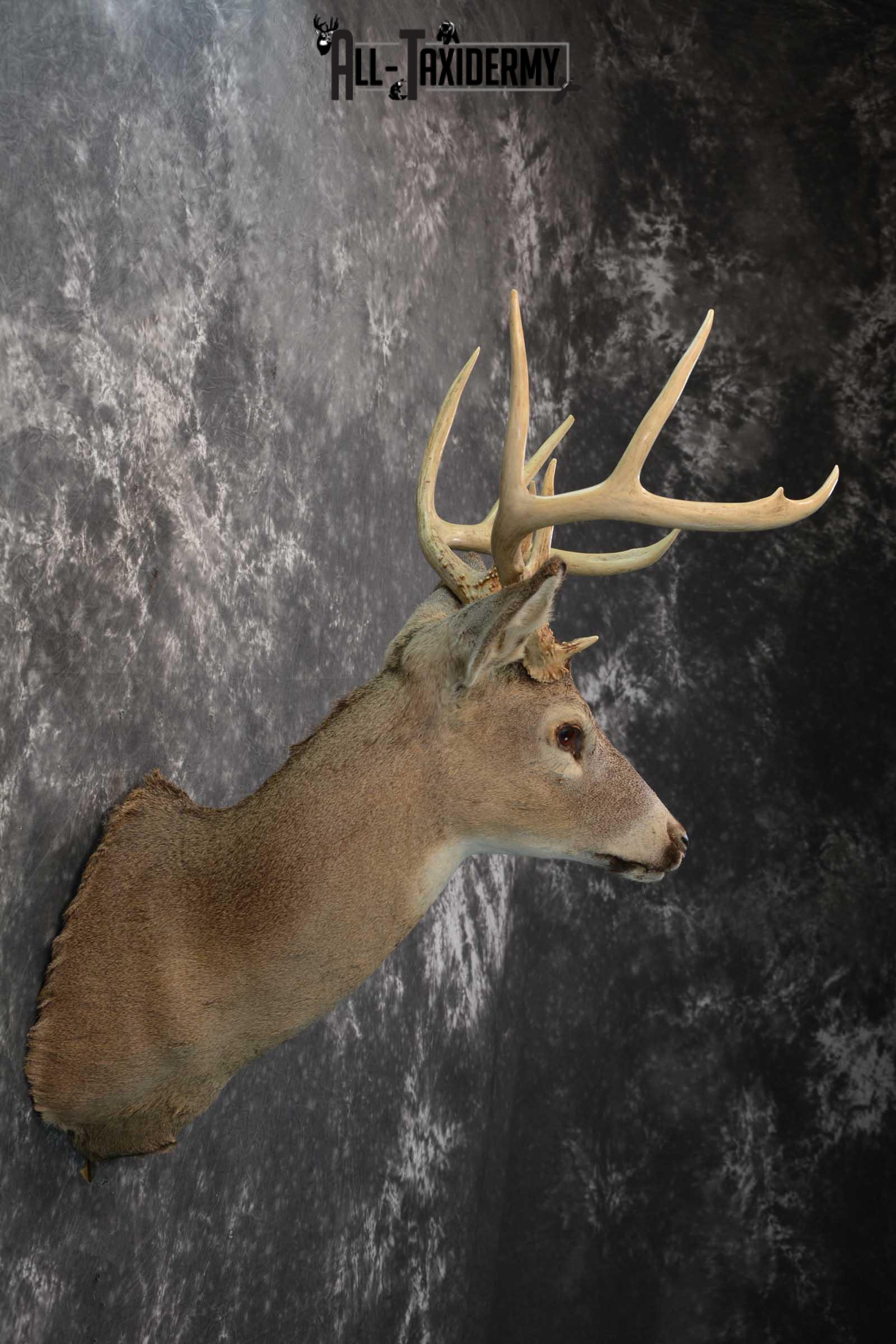 Whitetail deer taxidermy shoulder mount for sale SKU 1727 - Image 2