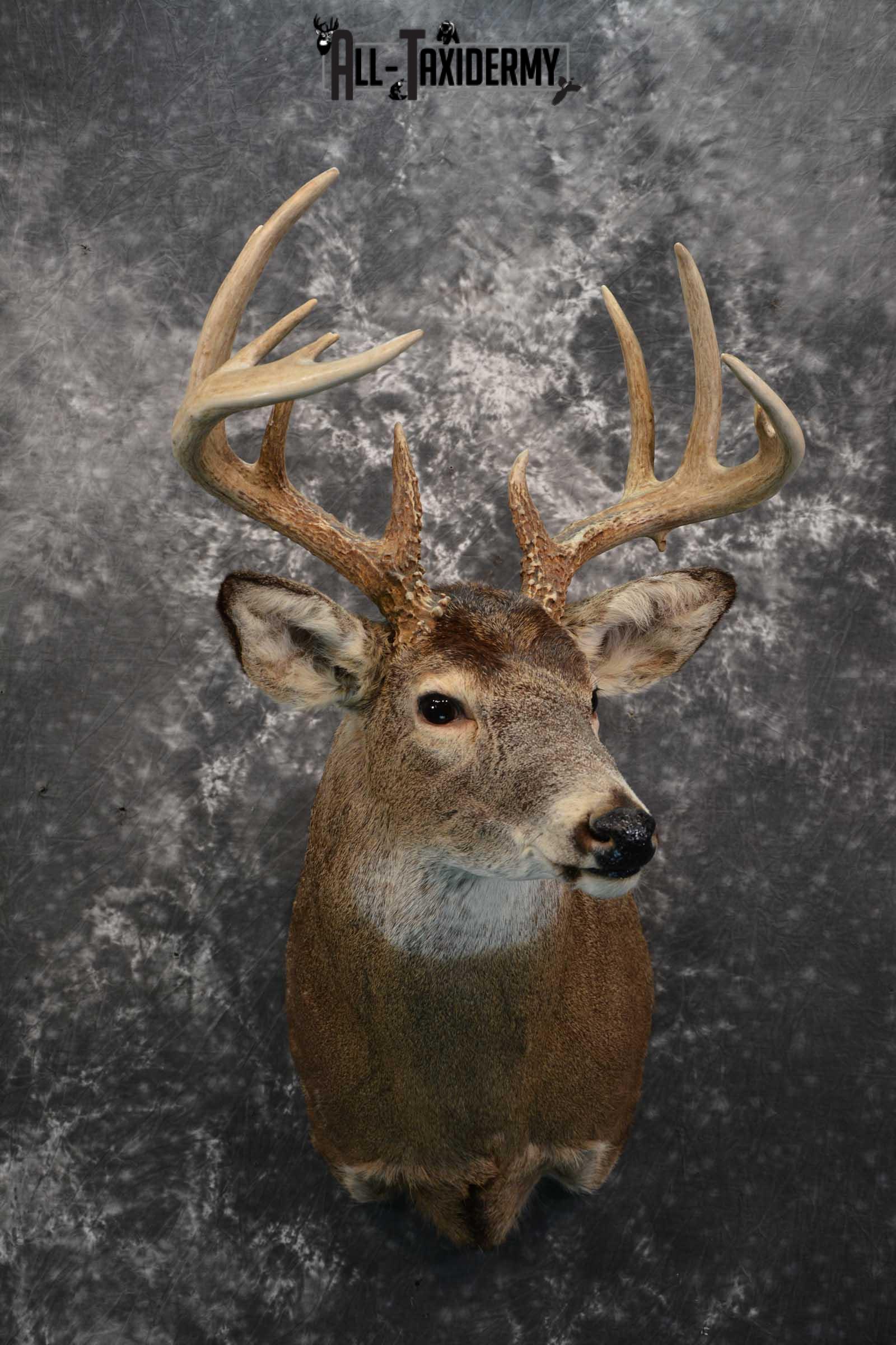 Whitetail deer taxidermy shoulder mount for sale SKU 1724