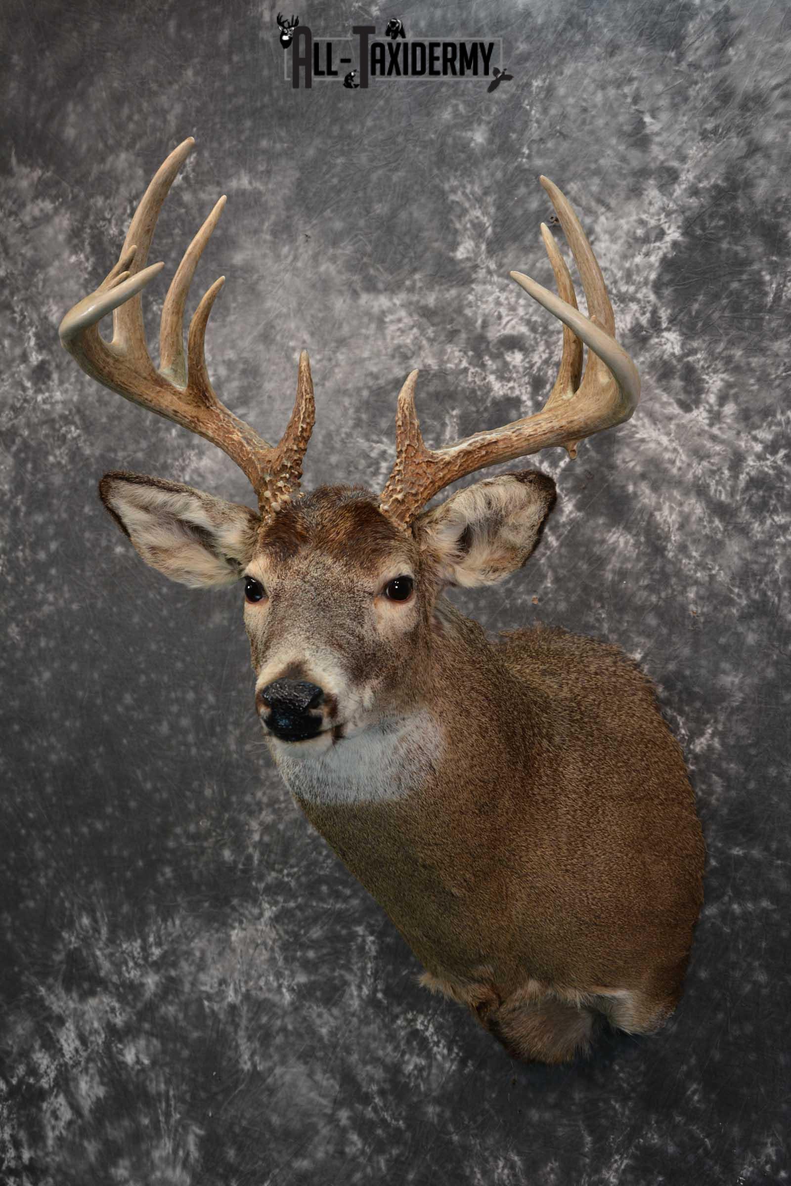 Whitetail deer taxidermy shoulder mount for sale SKU 1724 - Image 7