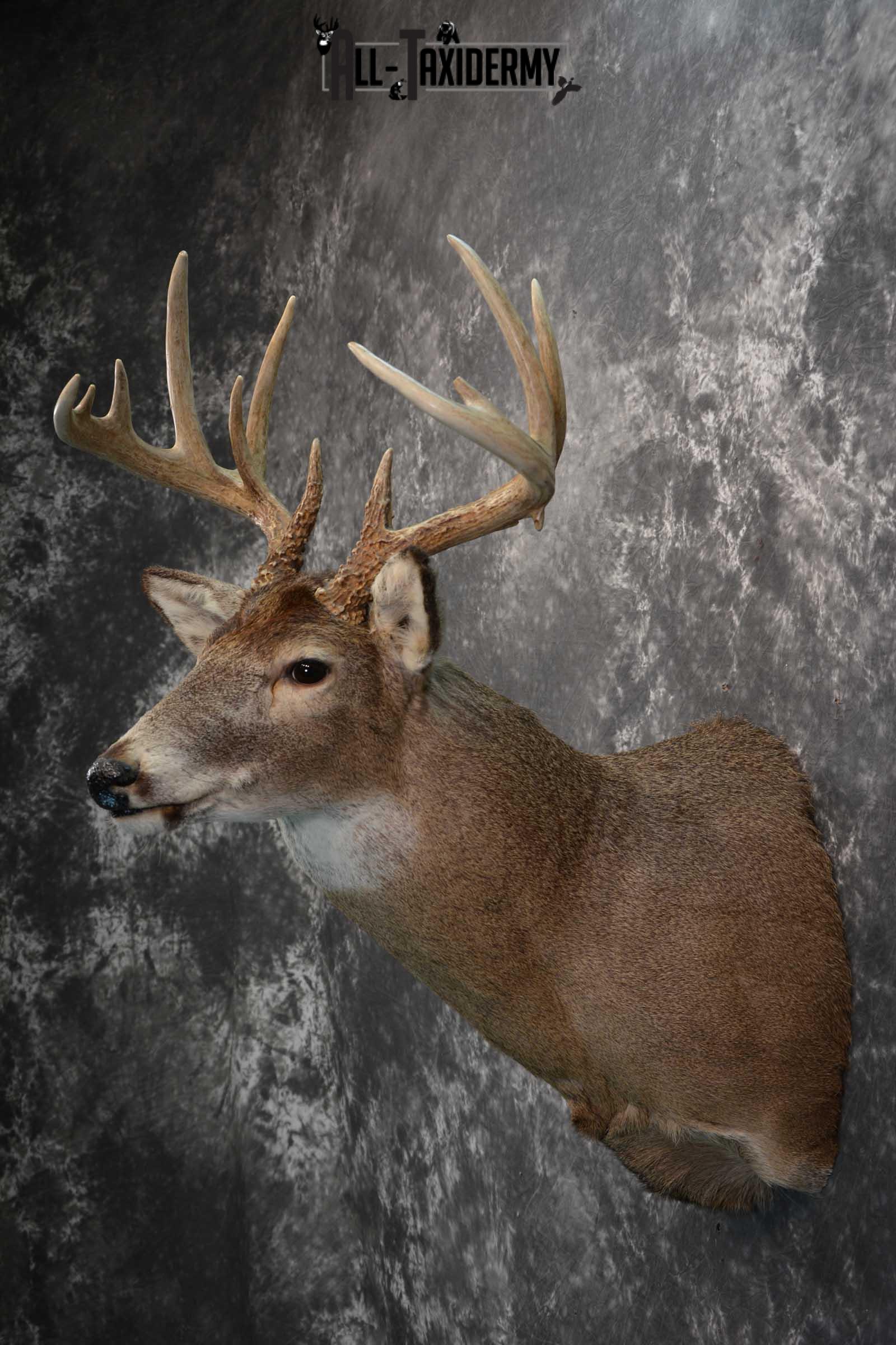 Whitetail deer taxidermy shoulder mount for sale SKU 1724 - Image 6