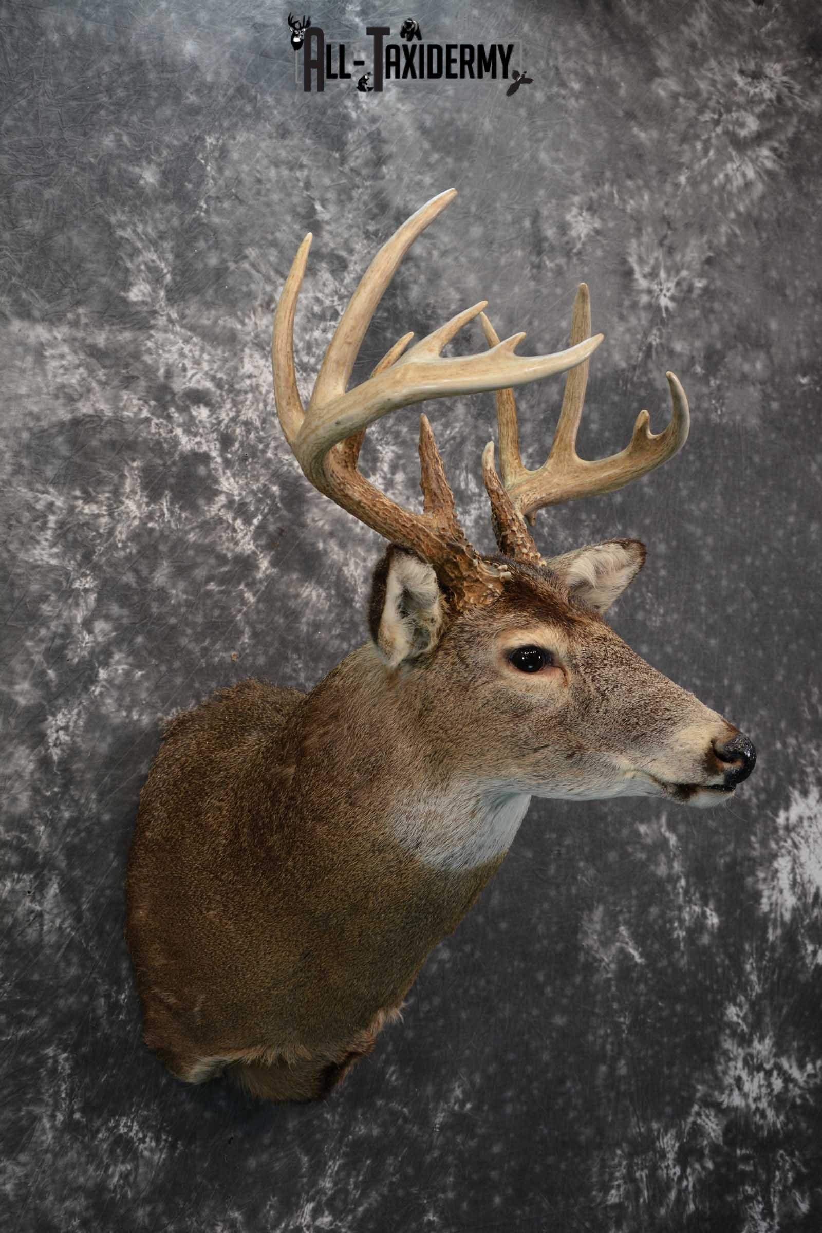 Whitetail deer taxidermy shoulder mount for sale SKU 1724 - Image 5