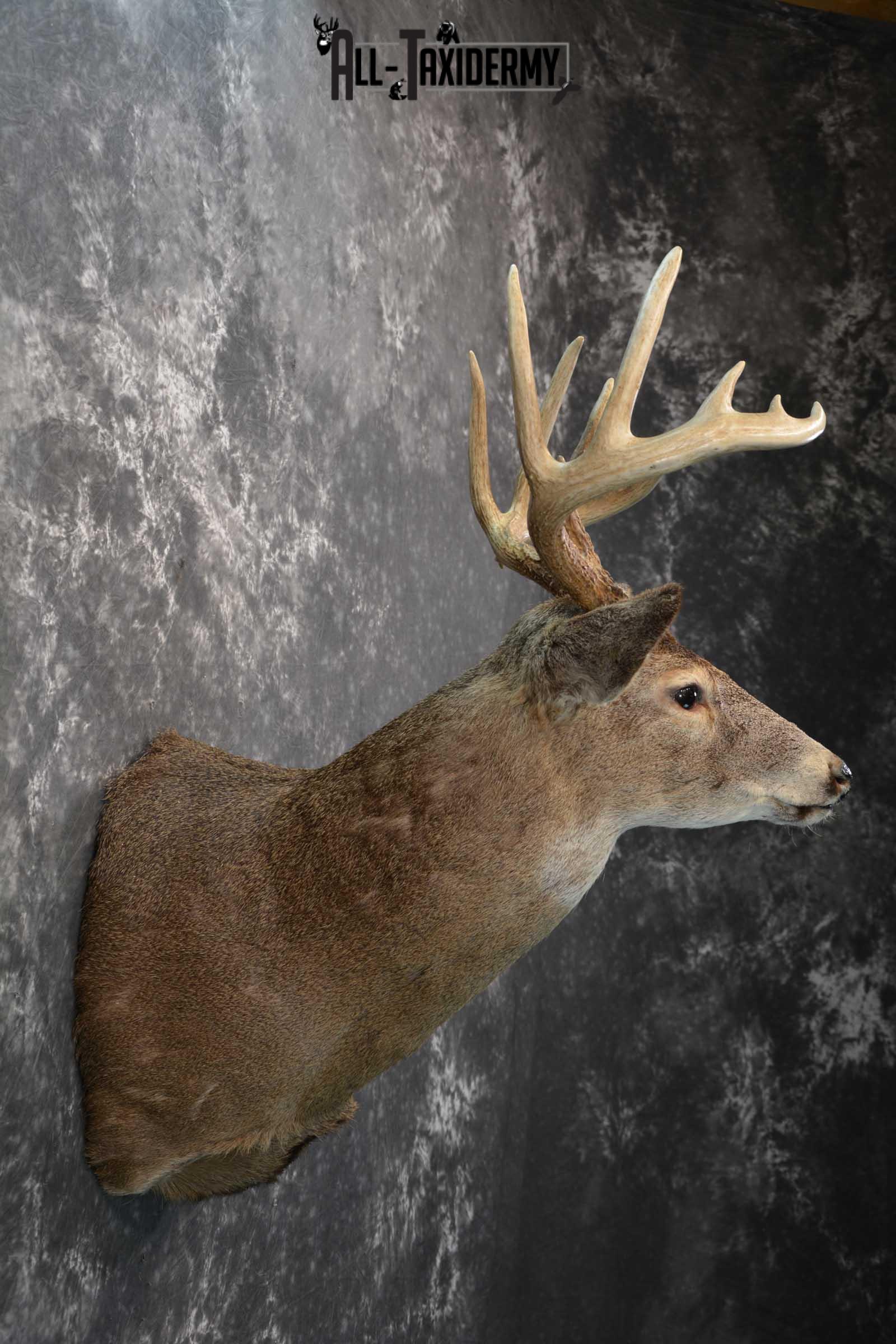 Whitetail deer taxidermy shoulder mount for sale SKU 1724 - Image 4
