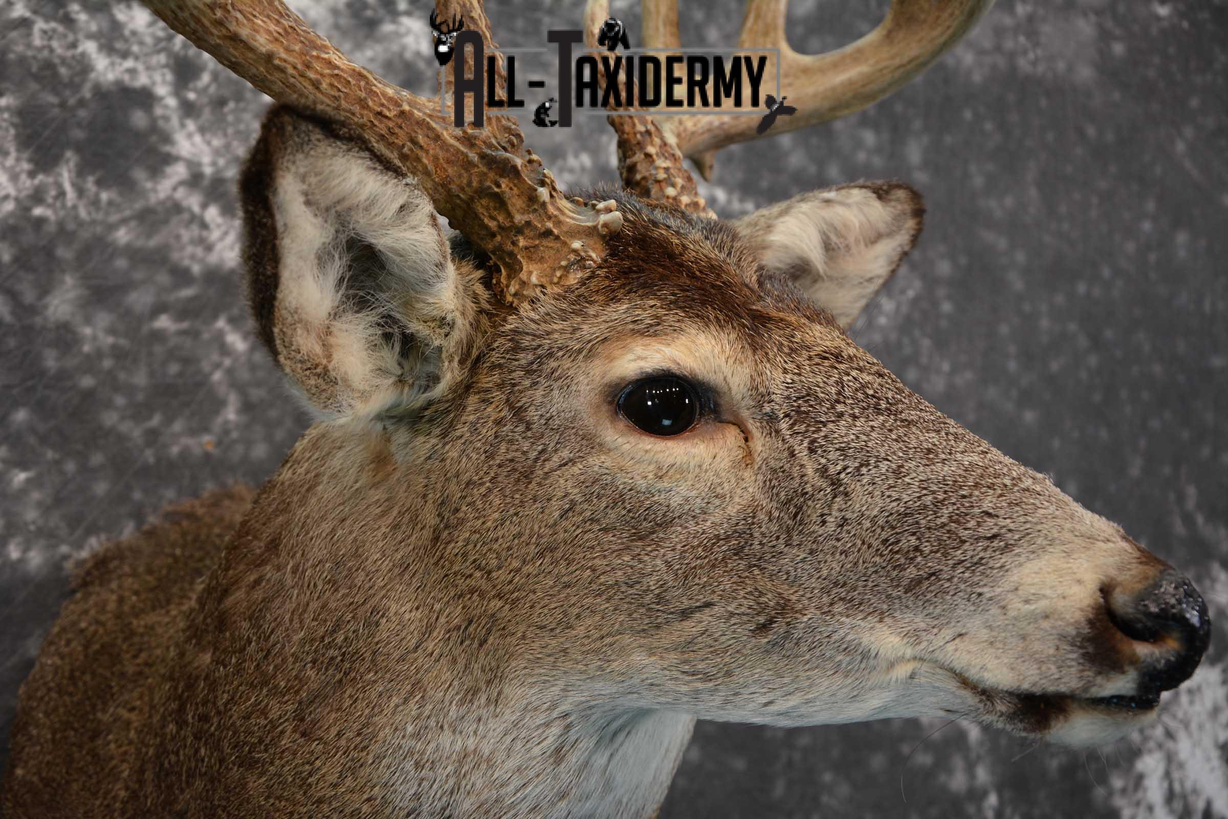 Whitetail deer taxidermy shoulder mount for sale SKU 1724 - Image 3