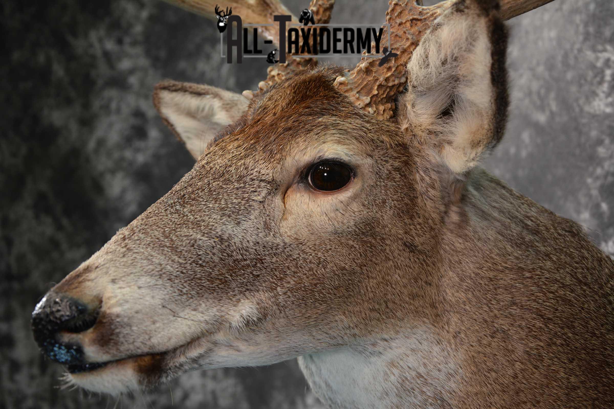 Whitetail deer taxidermy shoulder mount for sale SKU 1724 - Image 2