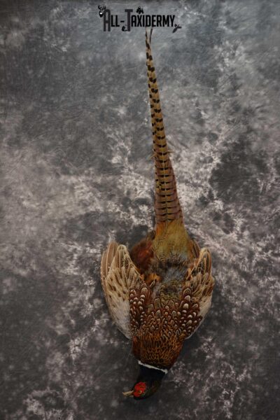 Harvest Ring Necked Pheasant taxidery mount for sale SKU 1720.1