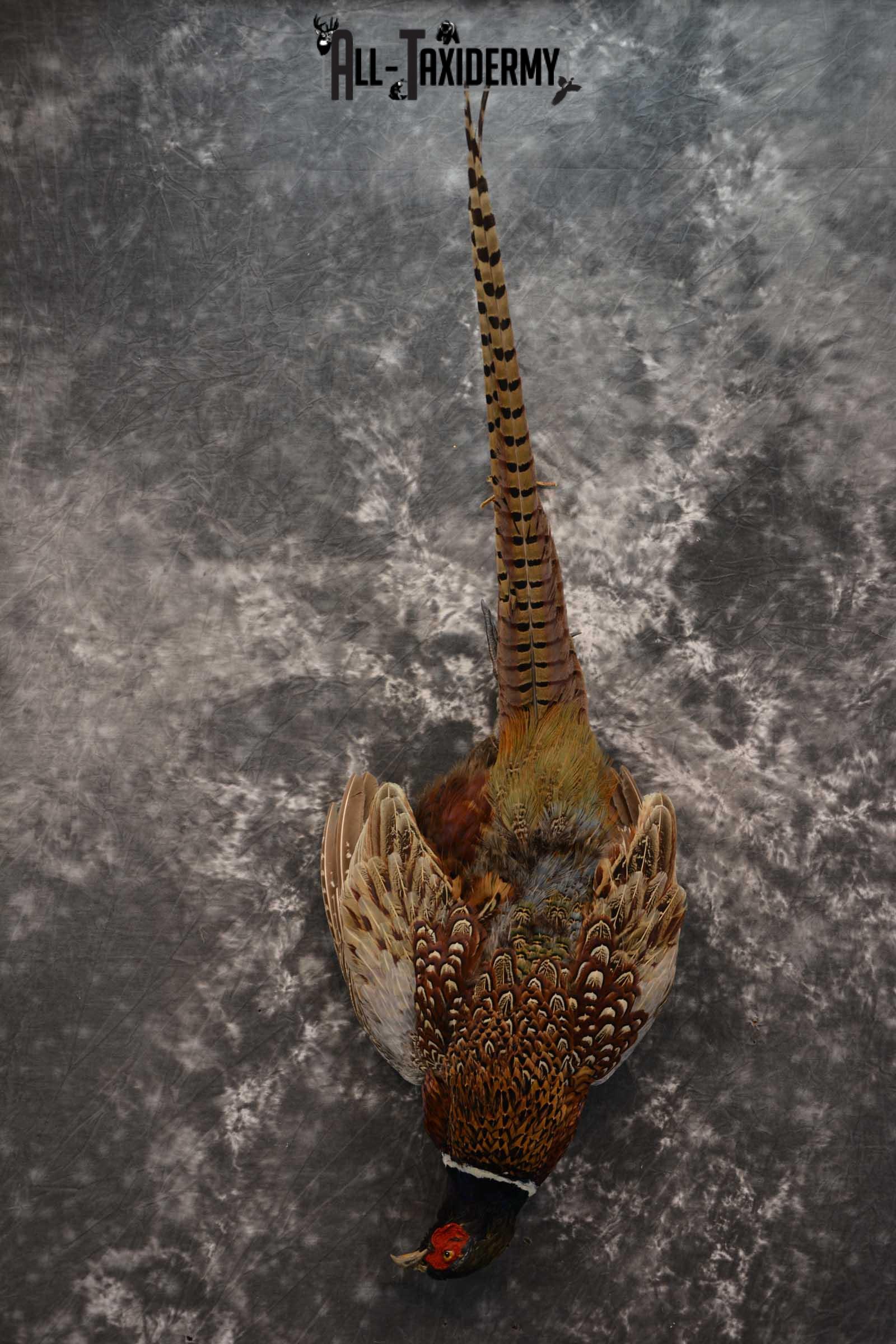 Harvest Ring Necked Pheasant taxidery mount for sale SKU 1720.1