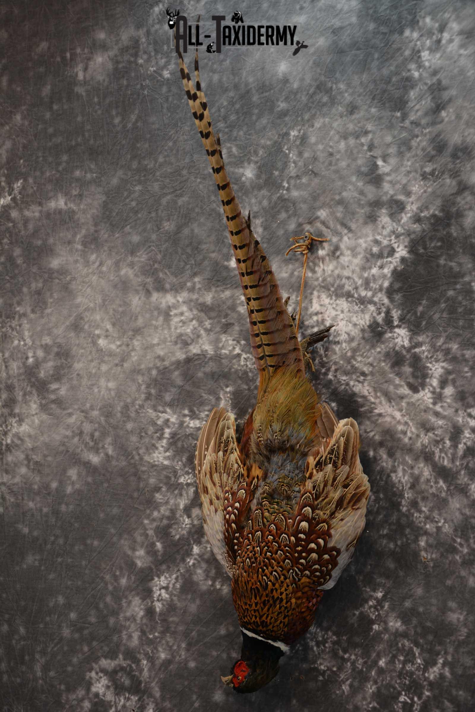 Harvest Ring Necked Pheasant taxidery mount for sale SKU 1720.1 - Image 6