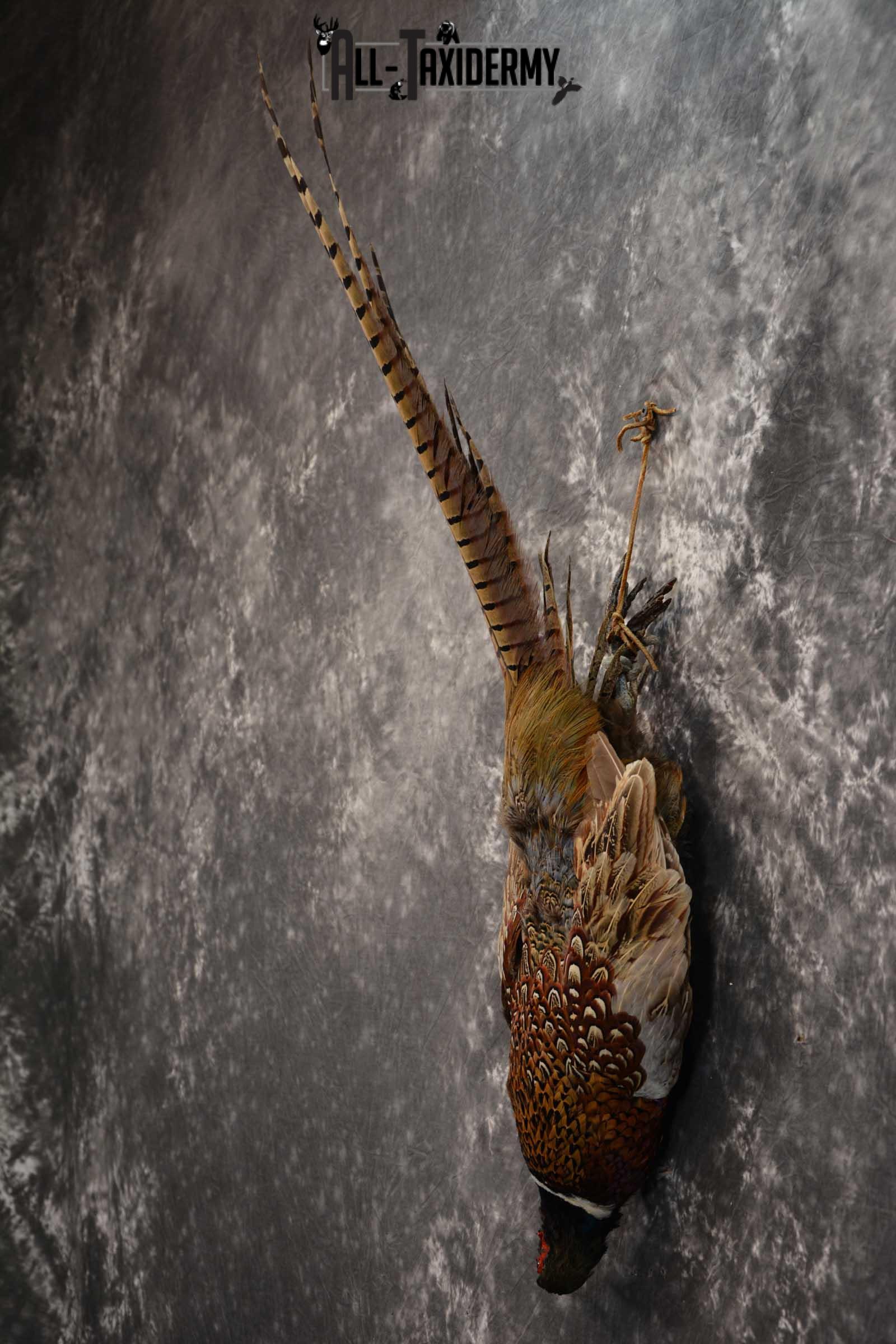 Harvest Ring Necked Pheasant taxidery mount for sale SKU 1720.1 - Image 5