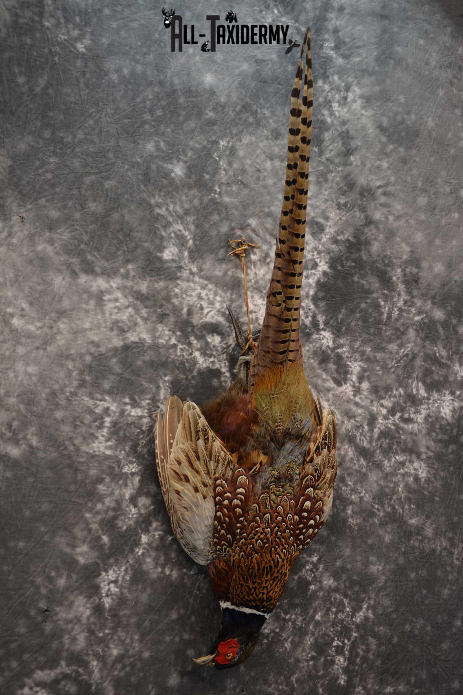 Harvest Ring Necked Pheasant taxidery mount for sale SKU 1720.1 - Image 4