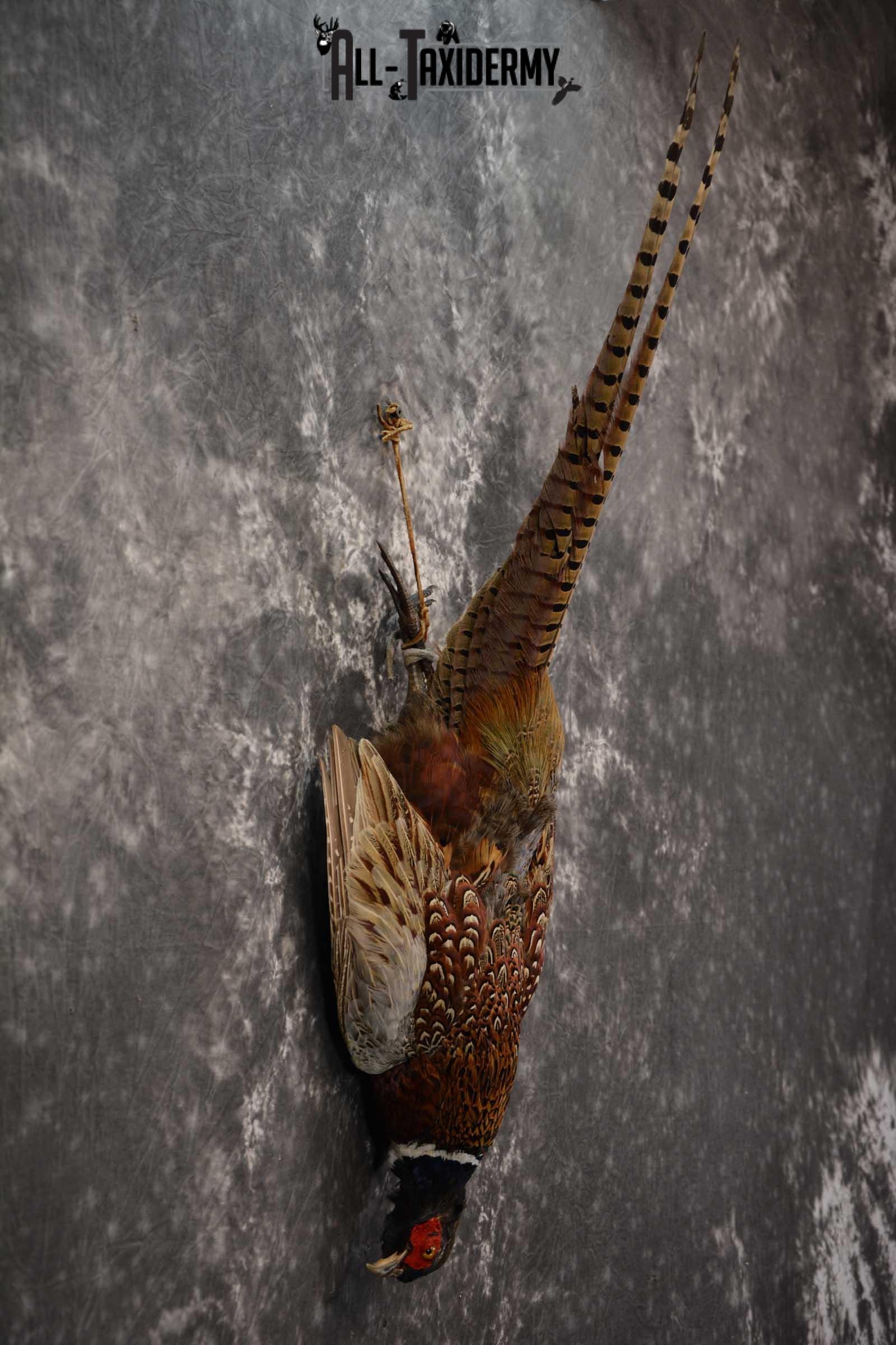 Harvest Ring Necked Pheasant taxidery mount for sale SKU 1720.1 - Image 3