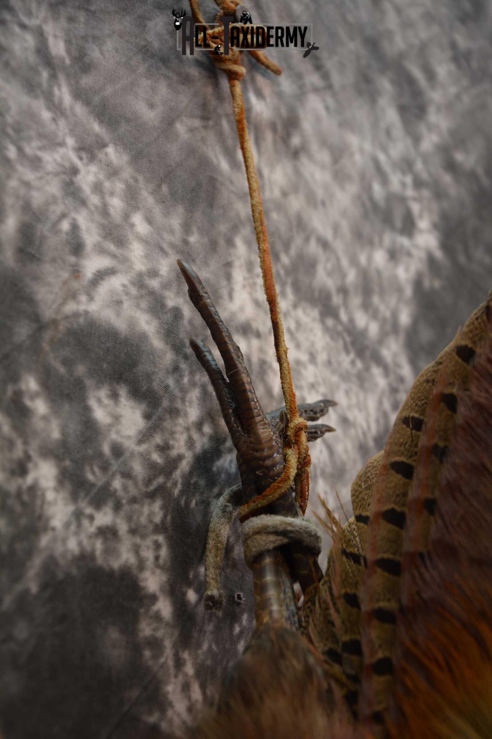 Harvest Ring Necked Pheasant taxidery mount for sale SKU 1720.1 - Image 2