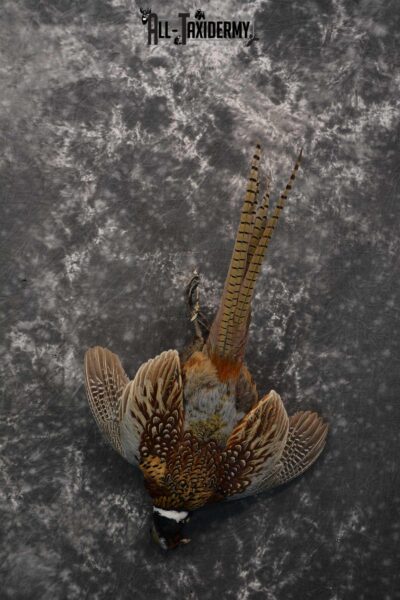 Harvest Ring Necked Pheasant Taxidermy mount for sale SKU 1720.2