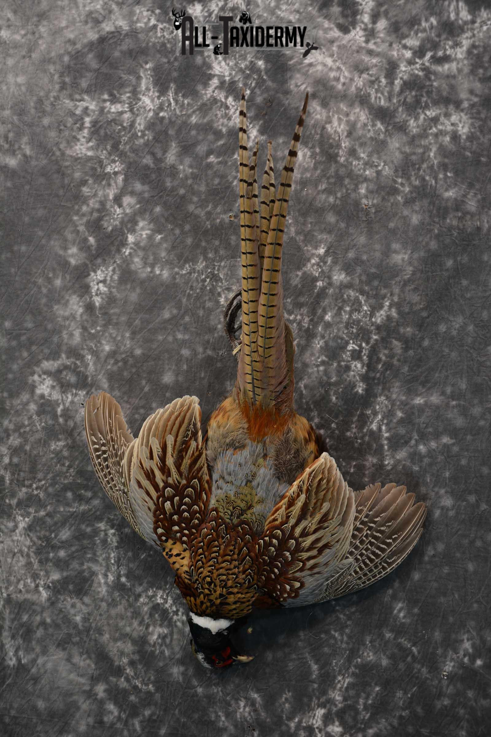 Harvest Ring Necked Pheasant Taxidermy mount for sale SKU 1720.2 - Image 2