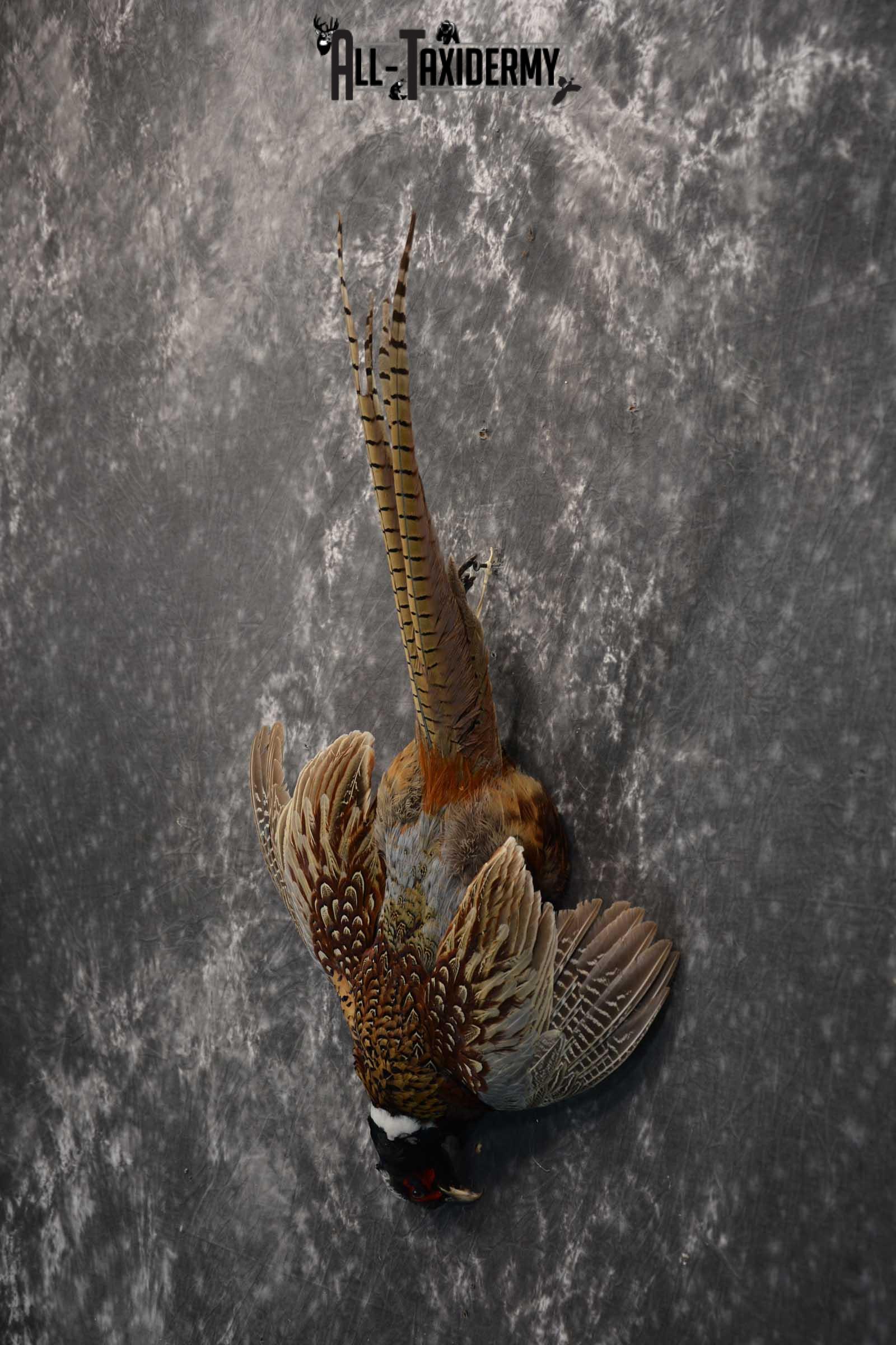 Harvest Ring Necked Pheasant Taxidermy mount for sale SKU 1720.2 - Image 3