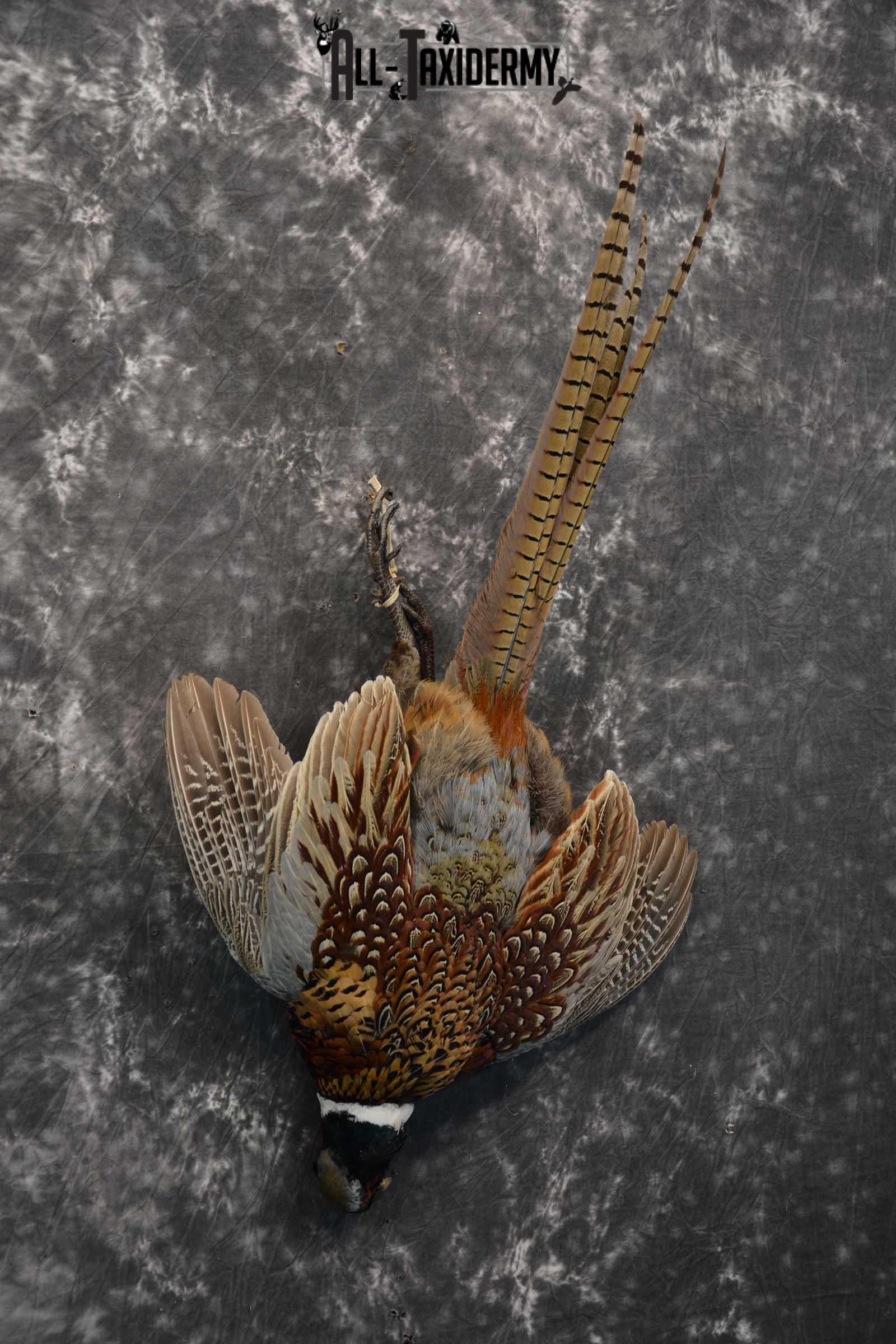 Harvest Ring Necked Pheasant Taxidermy mount for sale SKU 1720.2 - Image 4