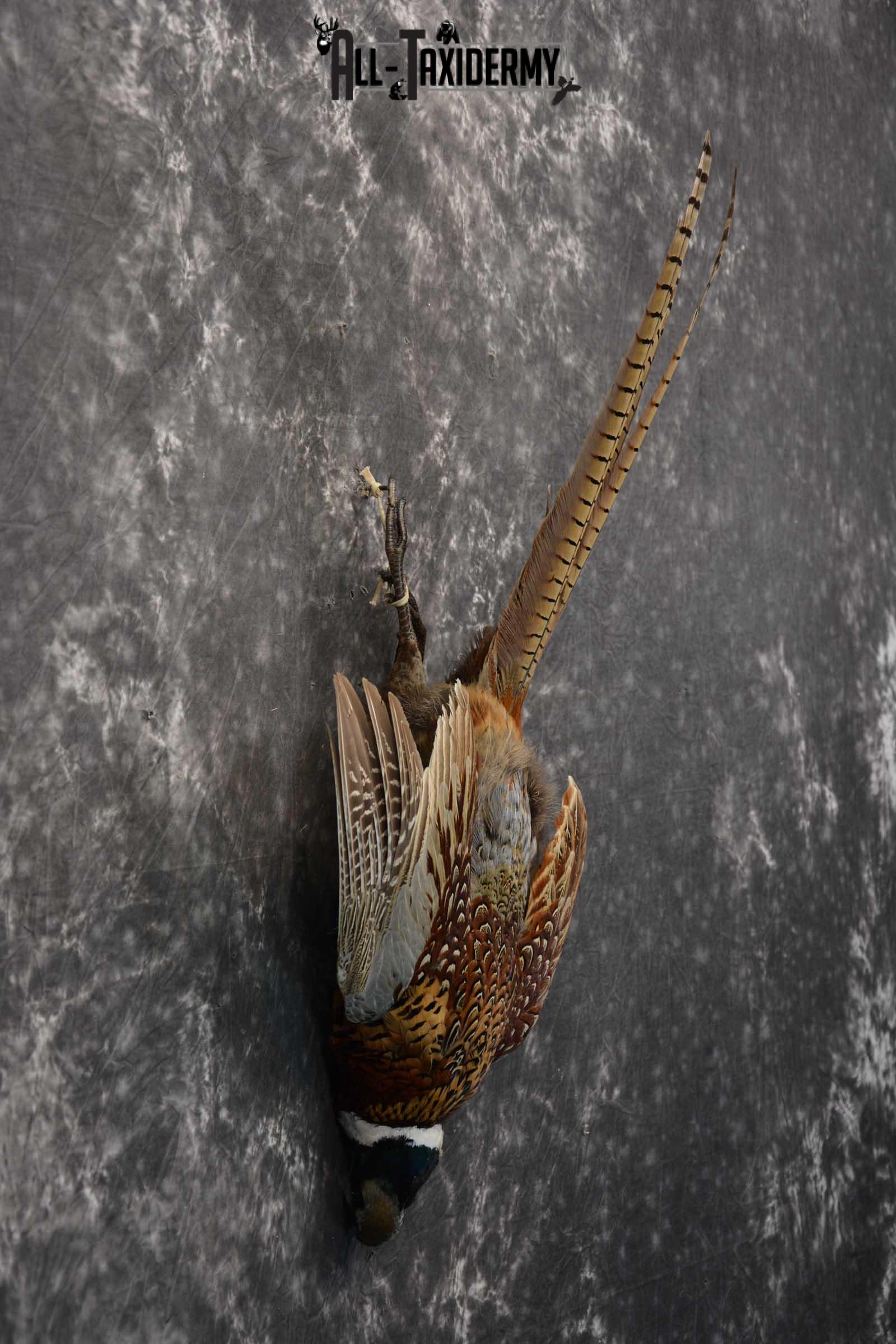 Harvest Ring Necked Pheasant Taxidermy mount for sale SKU 1720.2 - Image 5