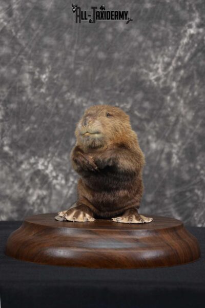 Baby Beaver life size taxidermy mount for sale SKU 1716