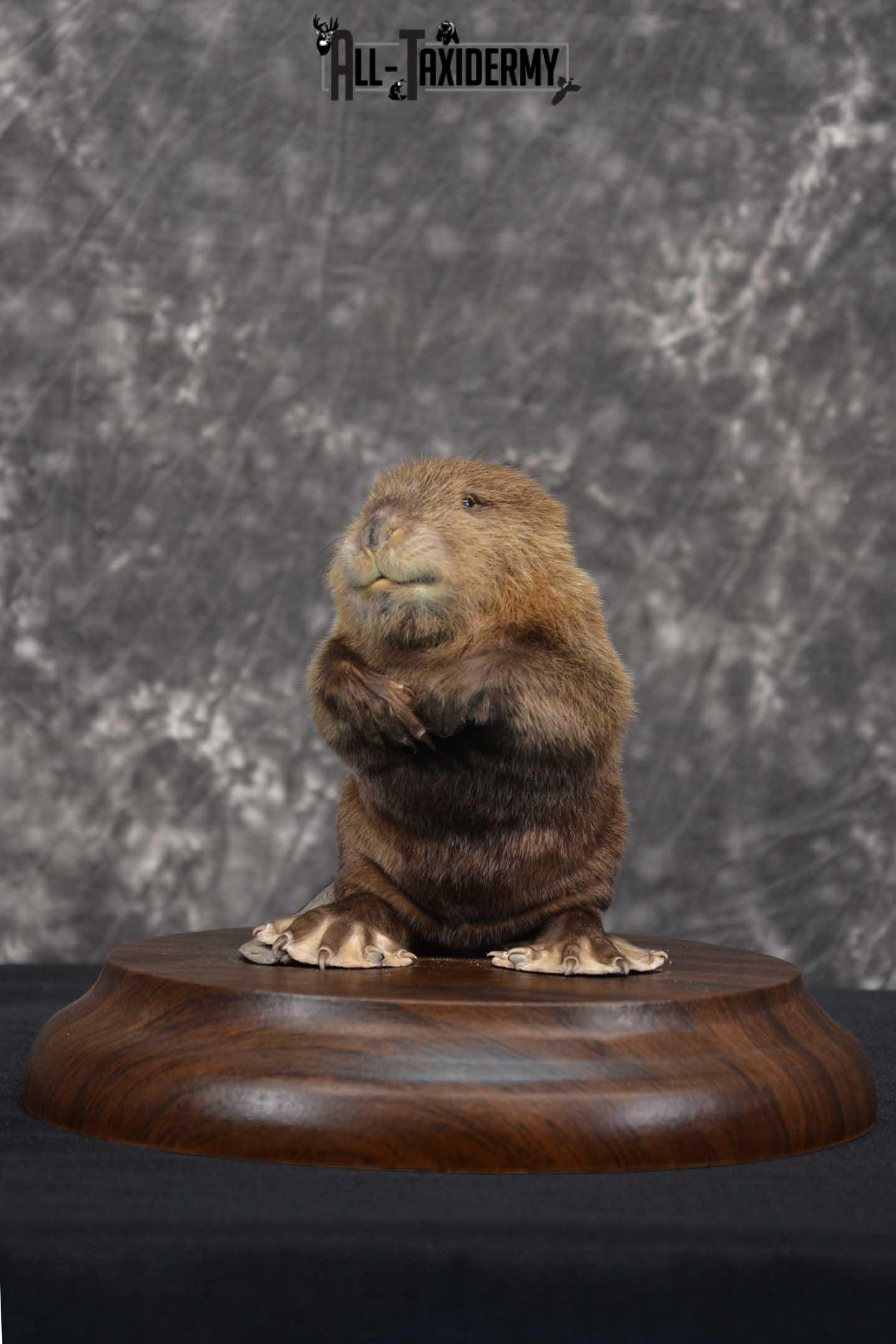 Baby Beaver life size taxidermy mount for sale SKU 1716