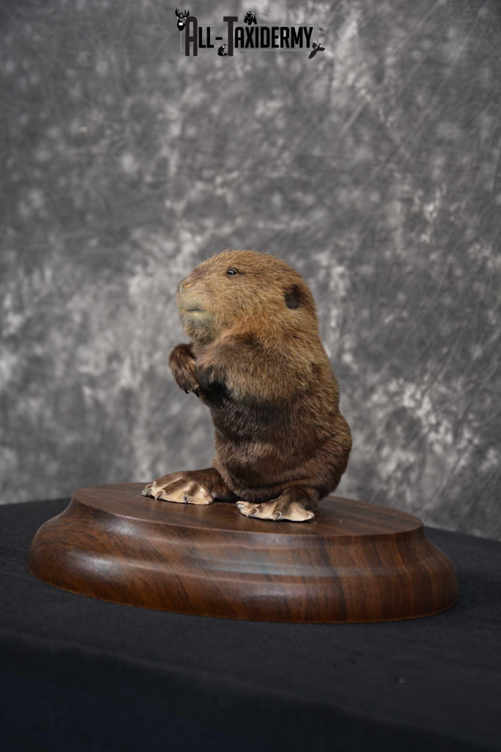 Baby Beaver life size taxidermy mount for sale SKU 1716 - Image 6