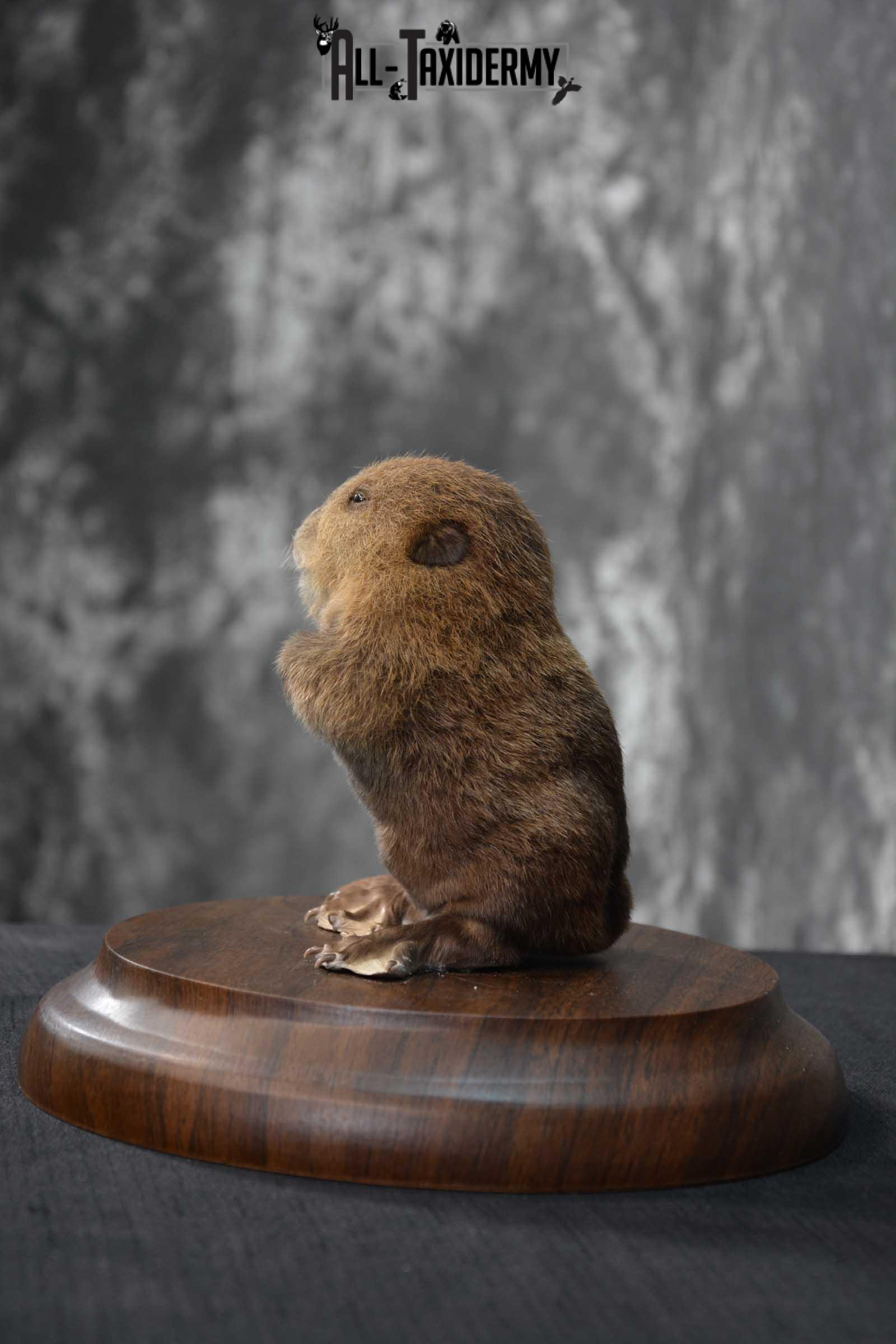 Baby Beaver life size taxidermy mount for sale SKU 1716 - Image 5