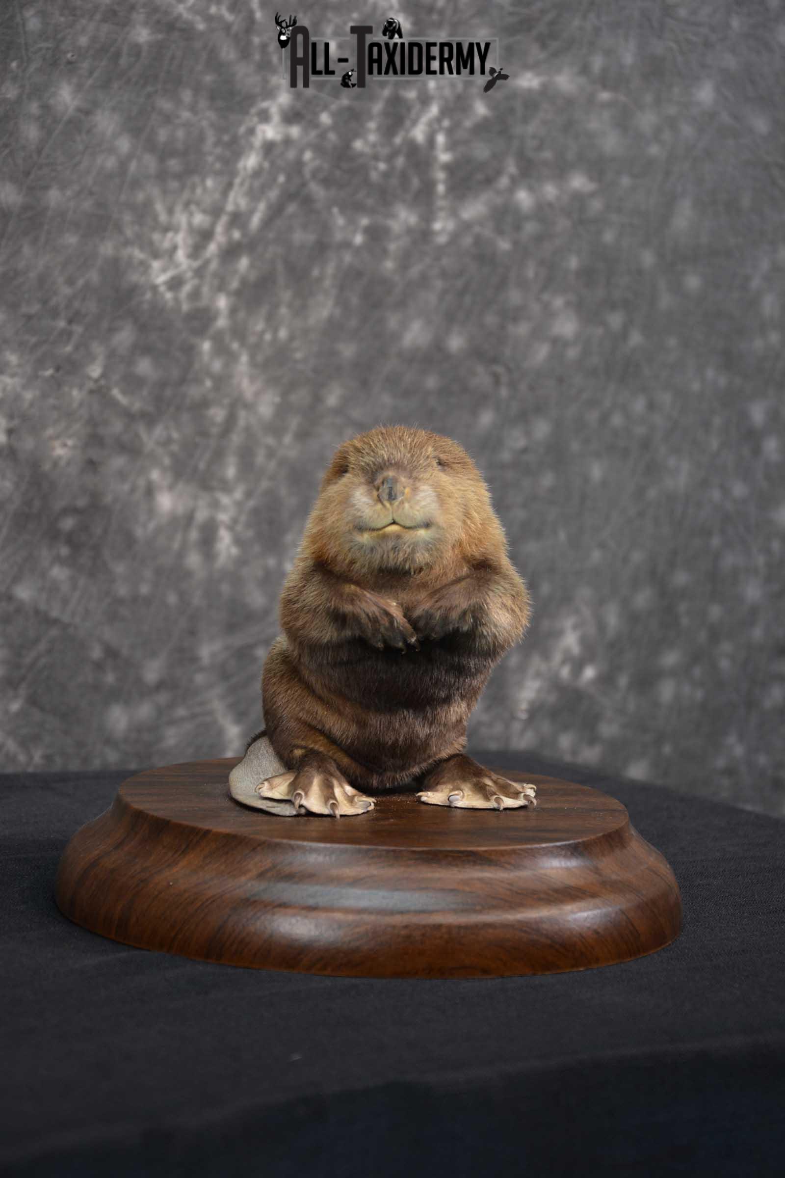 Baby Beaver life size taxidermy mount for sale SKU 1716 - Image 4