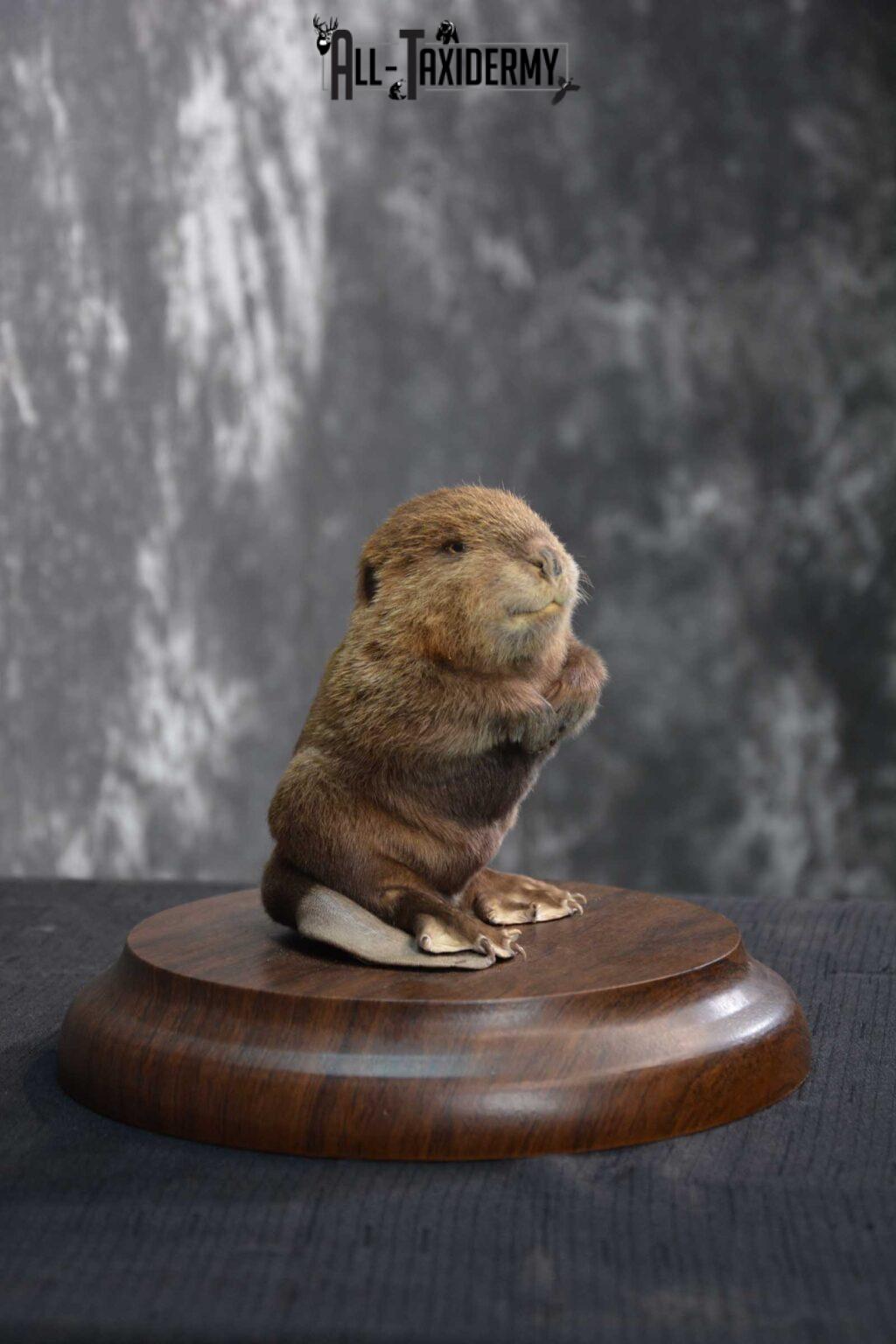 beaver taxidermy mounts