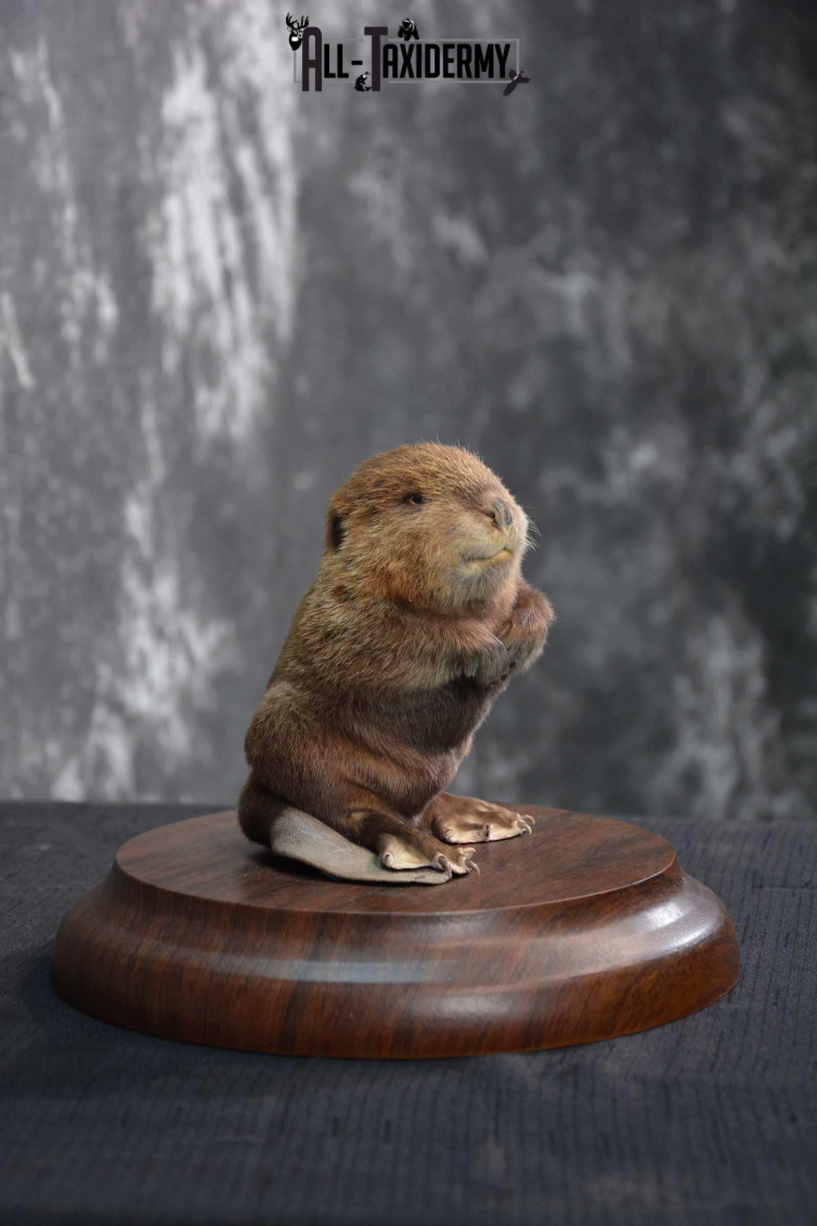 Baby Beaver life size taxidermy mount for sale SKU 1716 - Image 3