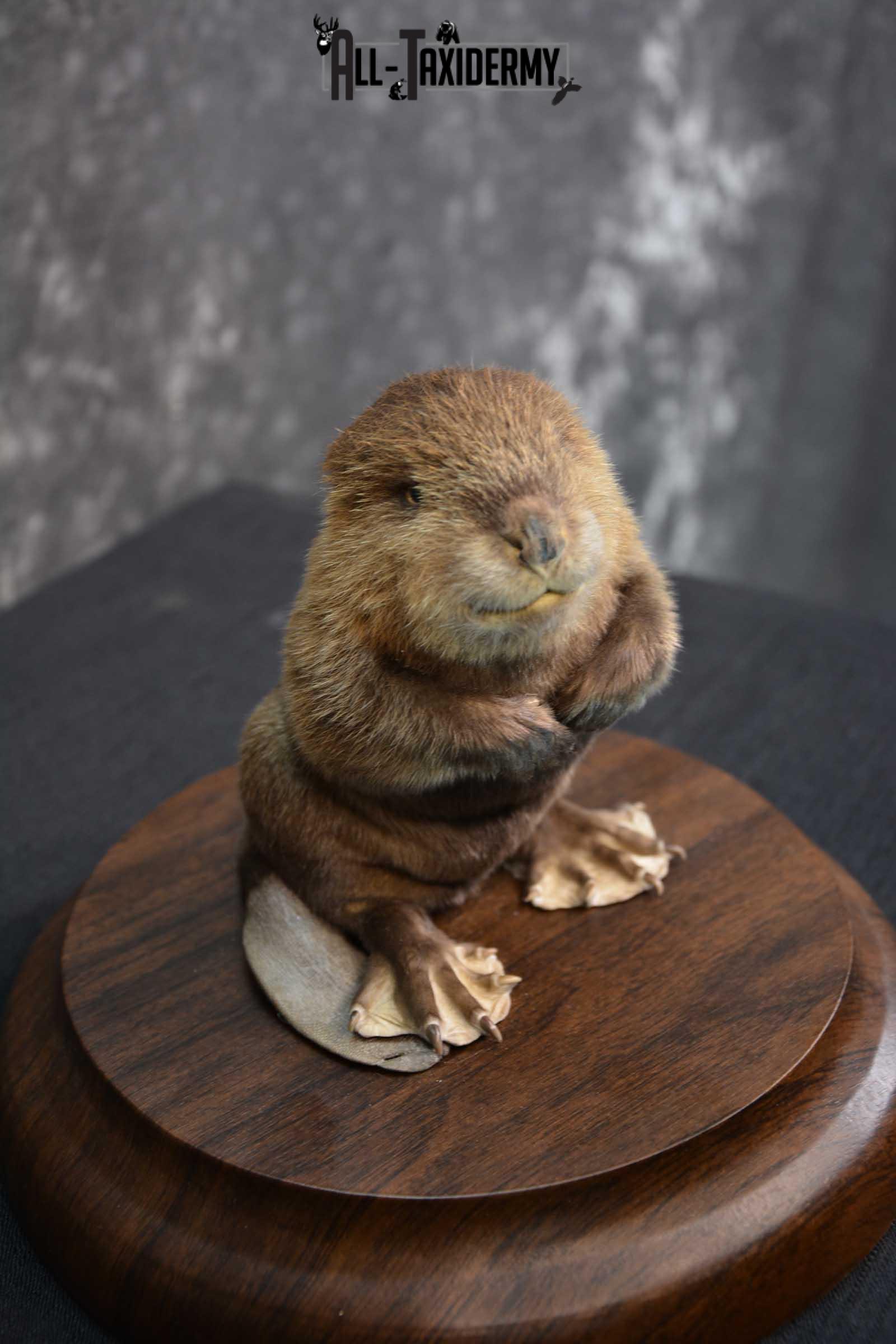 Baby Beaver life size taxidermy mount for sale SKU 1716 - Image 2