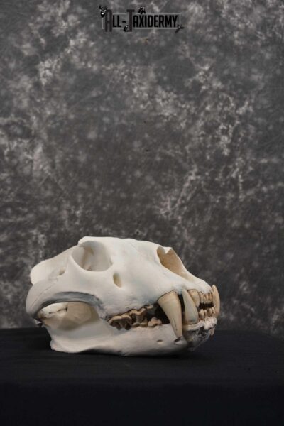 Reproduction African Lion Taxidermy Skull for sale SKU 1717