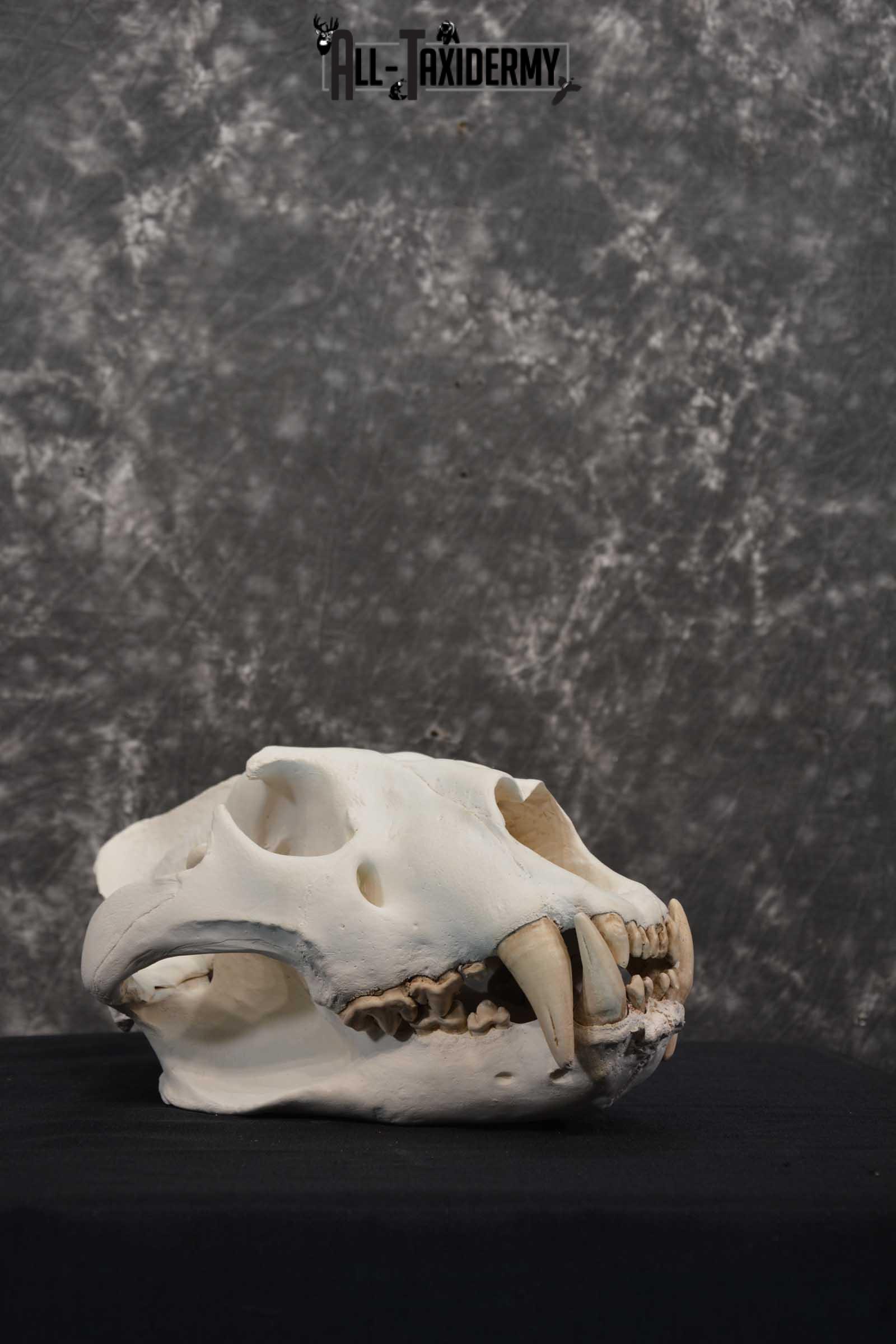 Reproduction African Lion Taxidermy Skull for sale SKU 1717