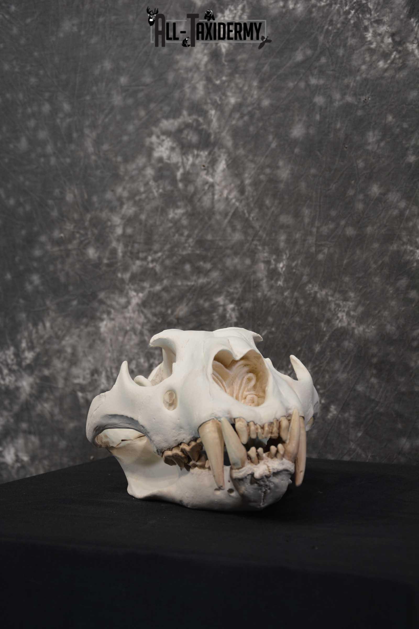 Reproduction African Lion Taxidermy Skull for sale SKU 1717 - Image 5