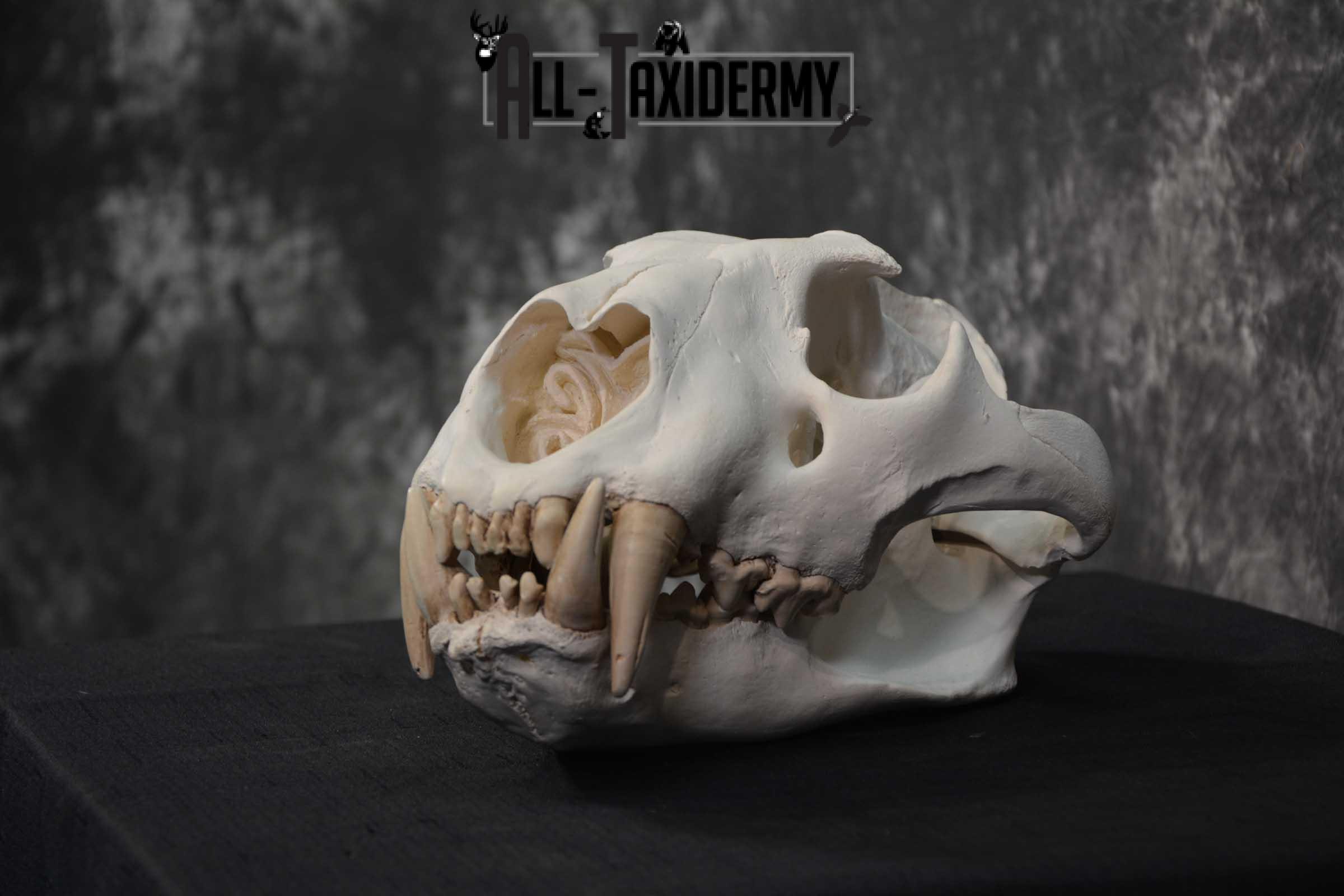 Reproduction African Lion Taxidermy Skull for sale SKU 1717 - Image 4