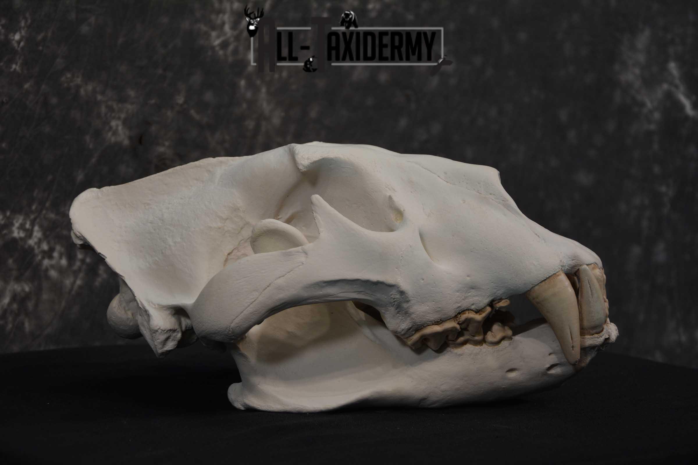 Reproduction African Lion Taxidermy Skull for sale SKU 1717 - Image 3