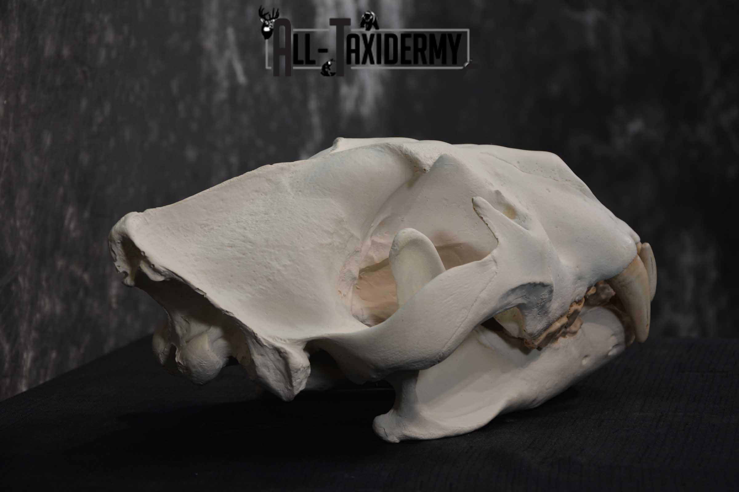 Reproduction African Lion Taxidermy Skull for sale SKU 1717 - Image 2
