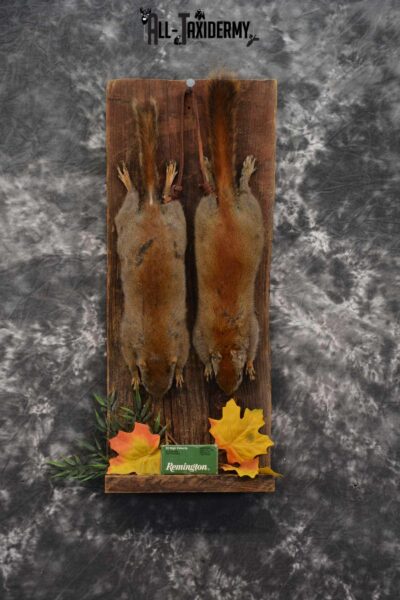 2 Harvest Red Squirrels taxidery mounts SKU 1721