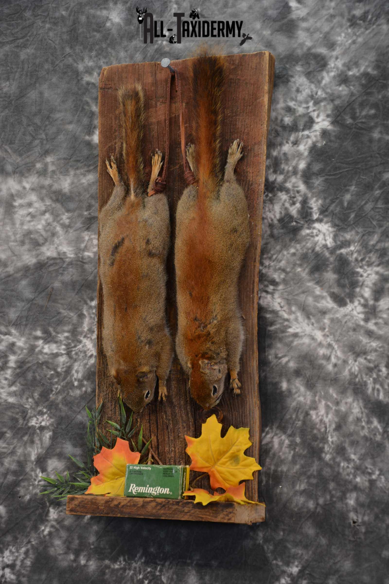 2 Harvest Red Squirrels taxidery mounts SKU 1721 - Image 2