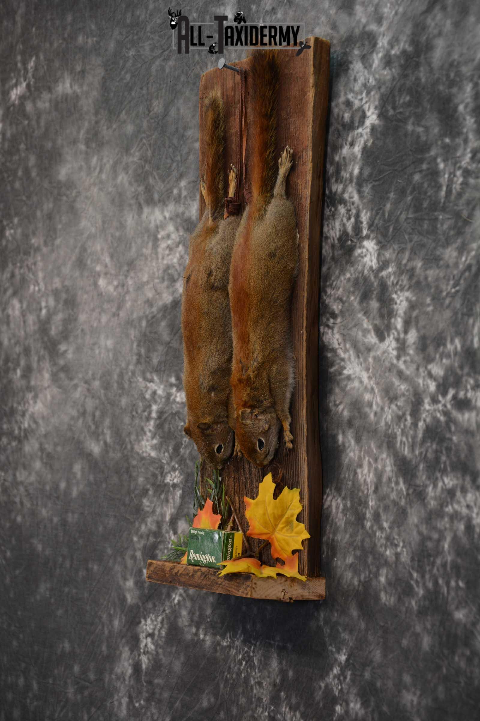 2 Harvest Red Squirrels taxidery mounts SKU 1721 - Image 3