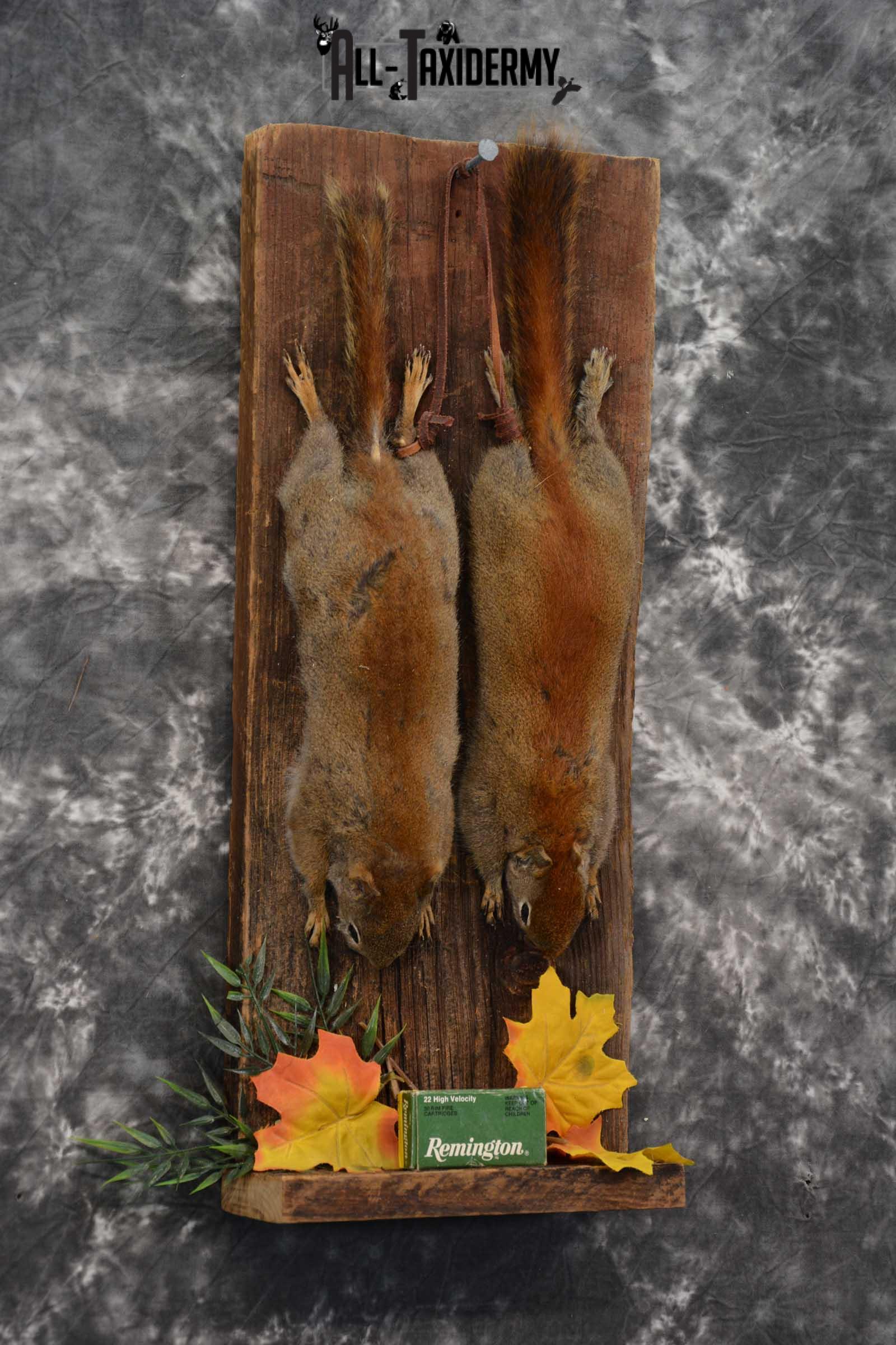 2 Harvest Red Squirrels taxidery mounts SKU 1721 - Image 4