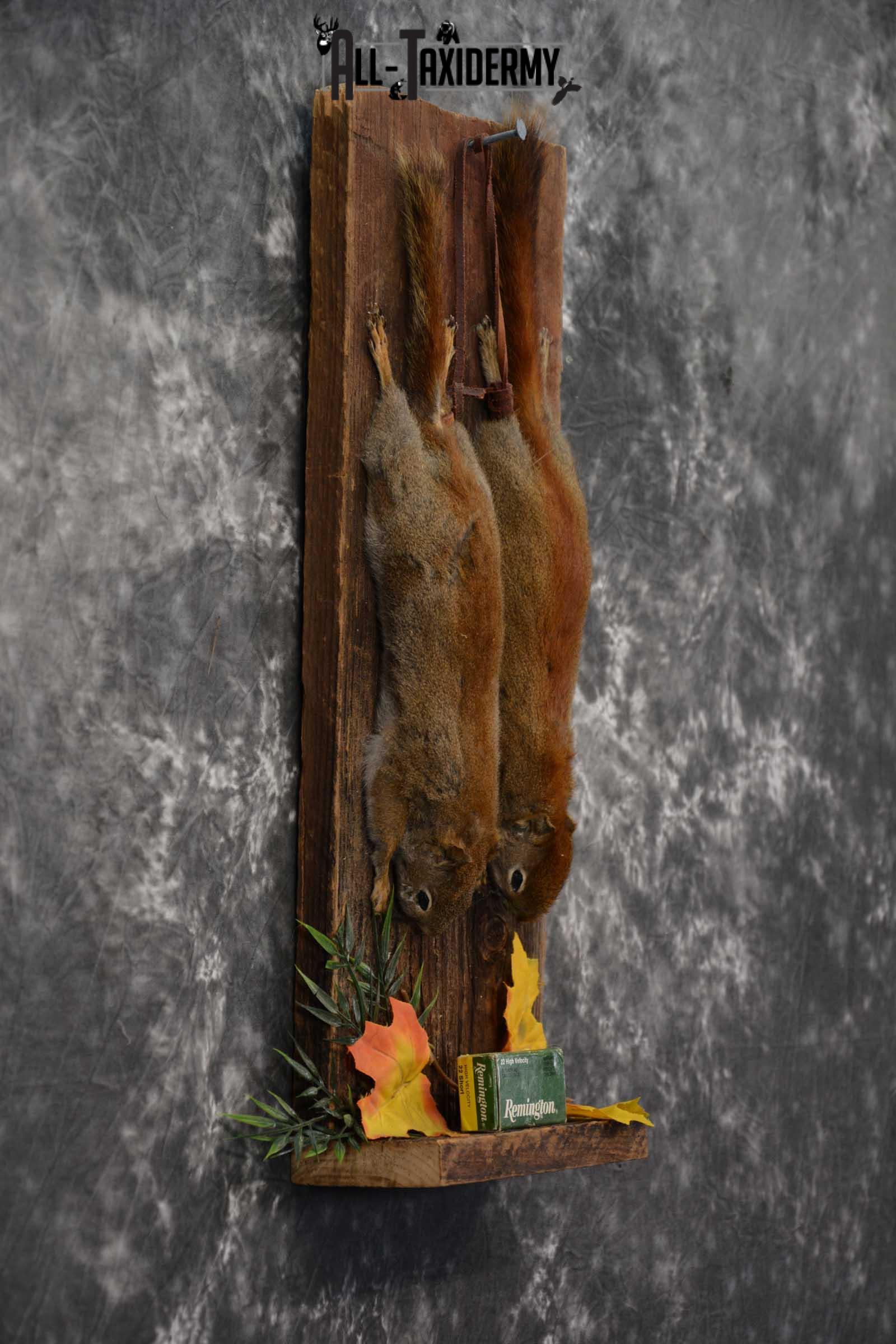 2 Harvest Red Squirrels taxidery mounts SKU 1721 - Image 5